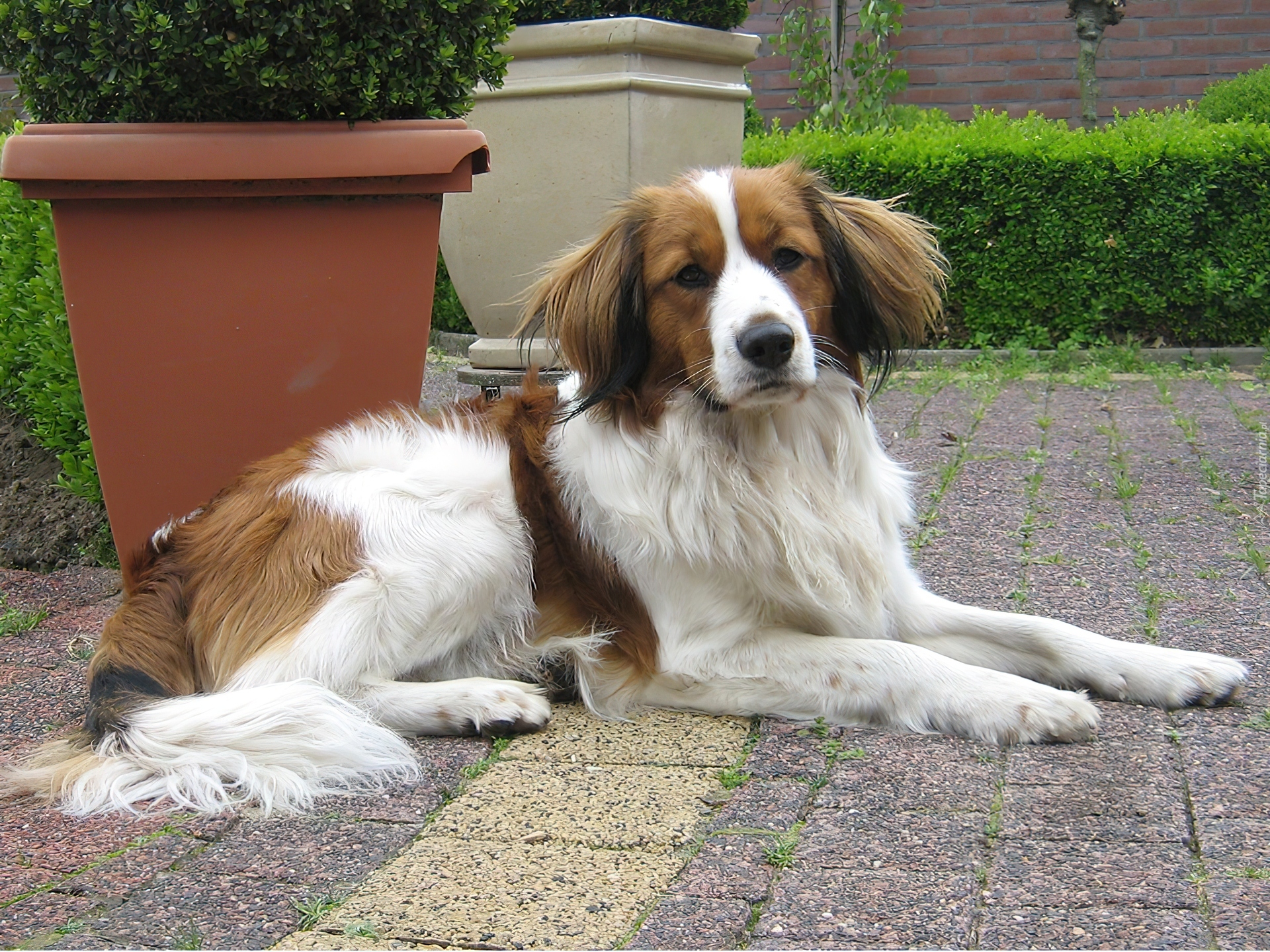 Płochacz holenderski, Kooikerhondje, donice