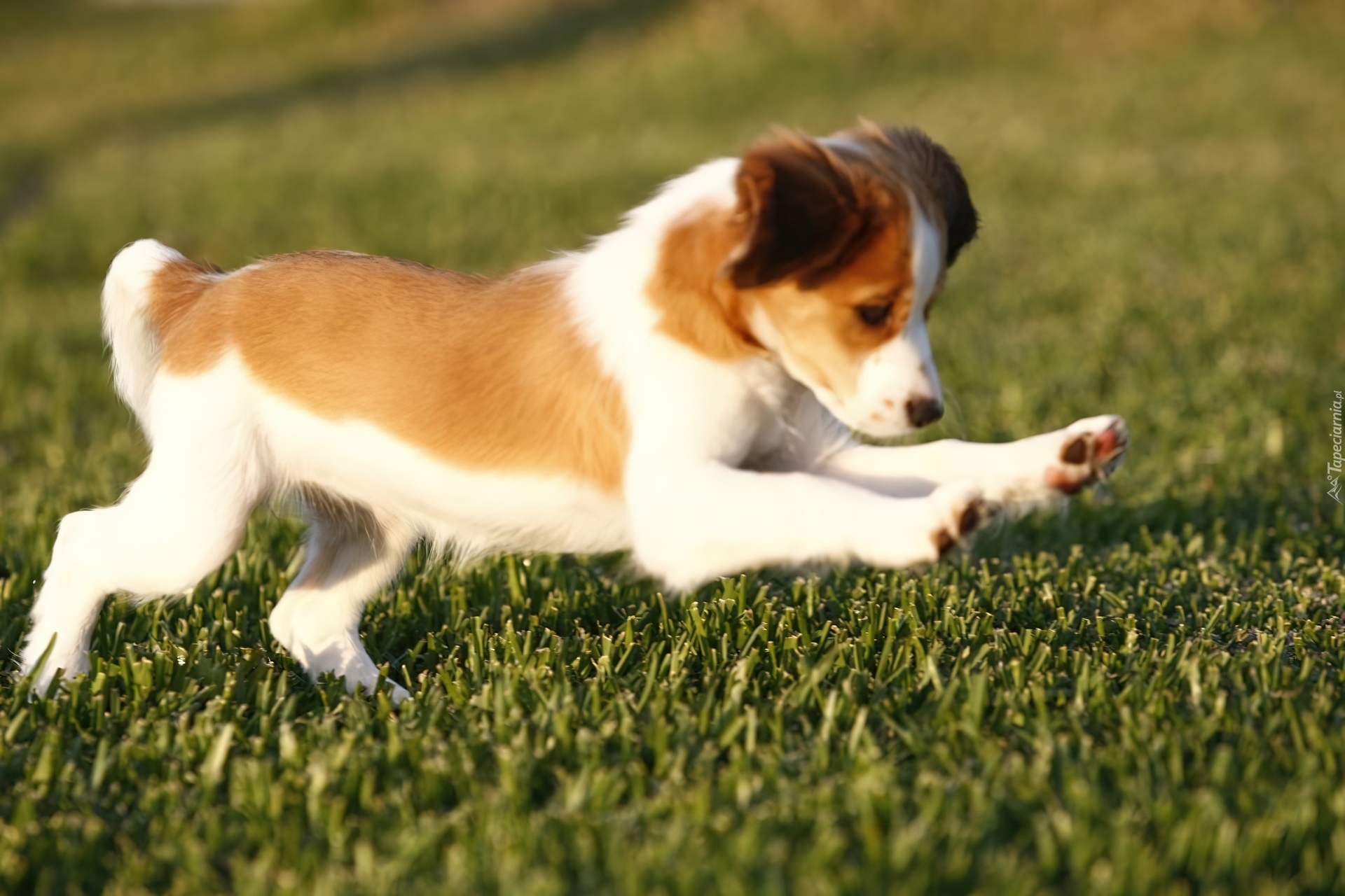 słodki, Płochacz holenderski, Kooikerhondje, zielona, trawa