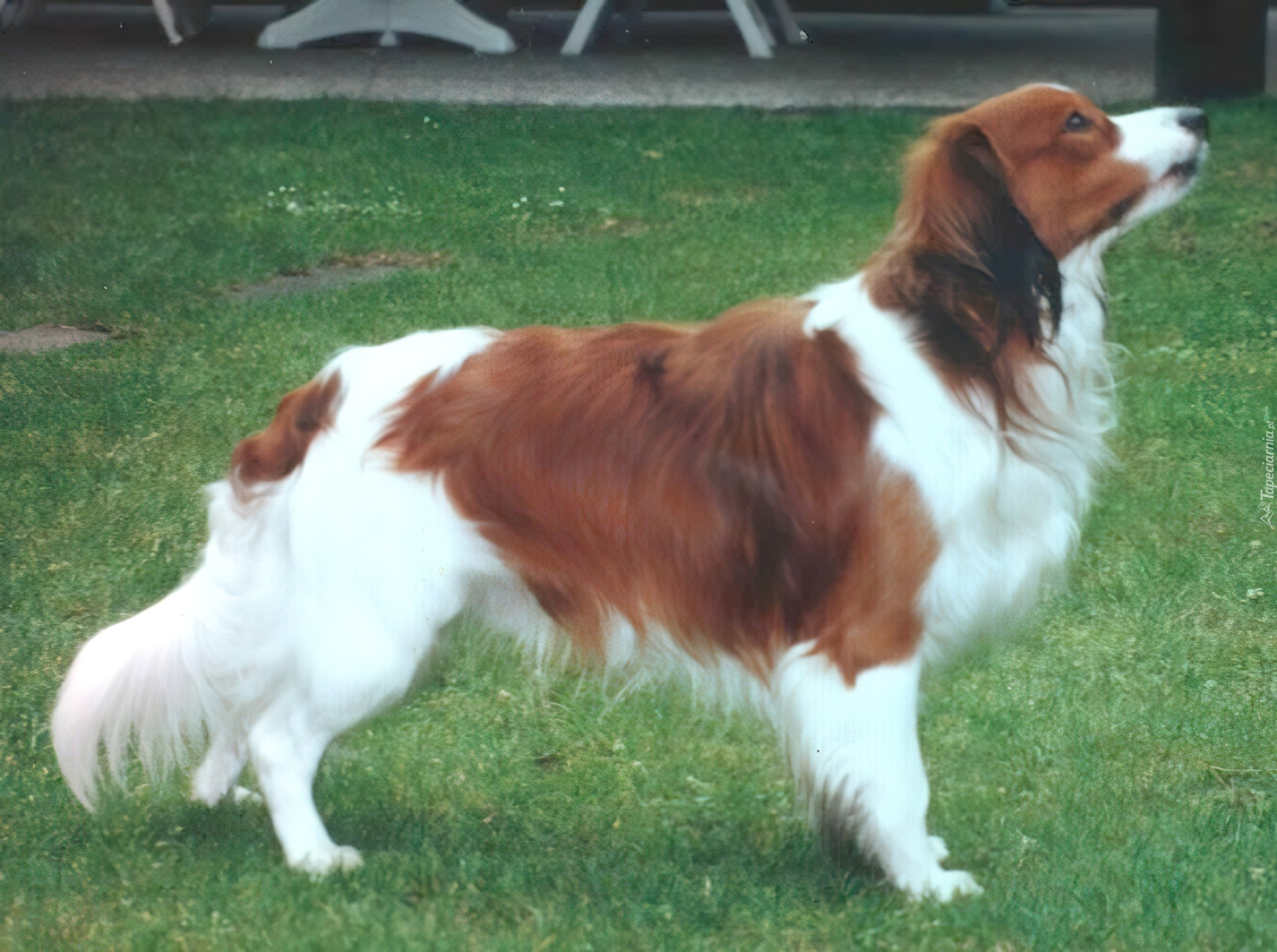 dorosły, Płochacz holenderski, Kooikerhondje, trawa