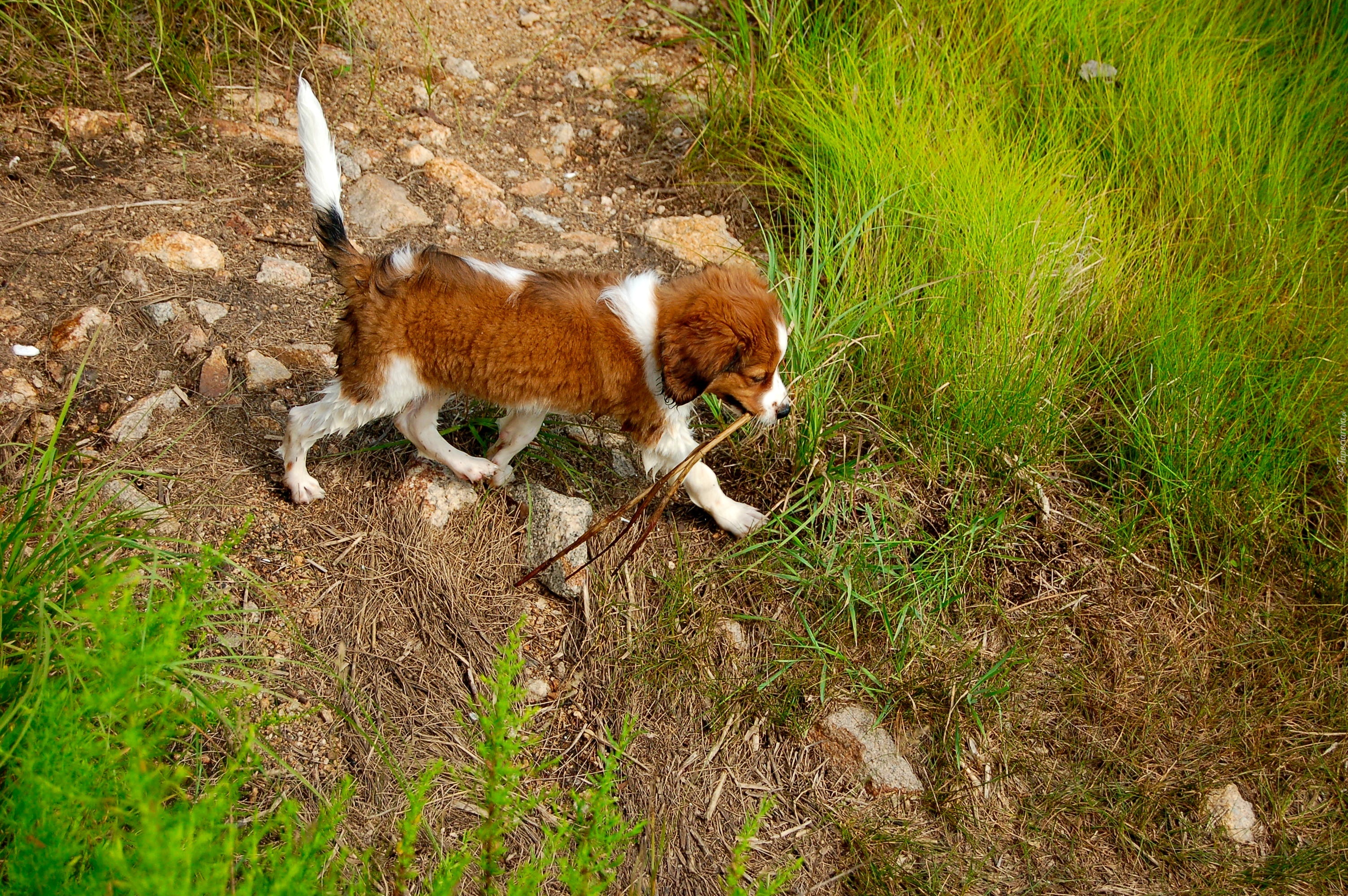 mokry, szczeniak, Płochacz holenderski, Kooikerhondje