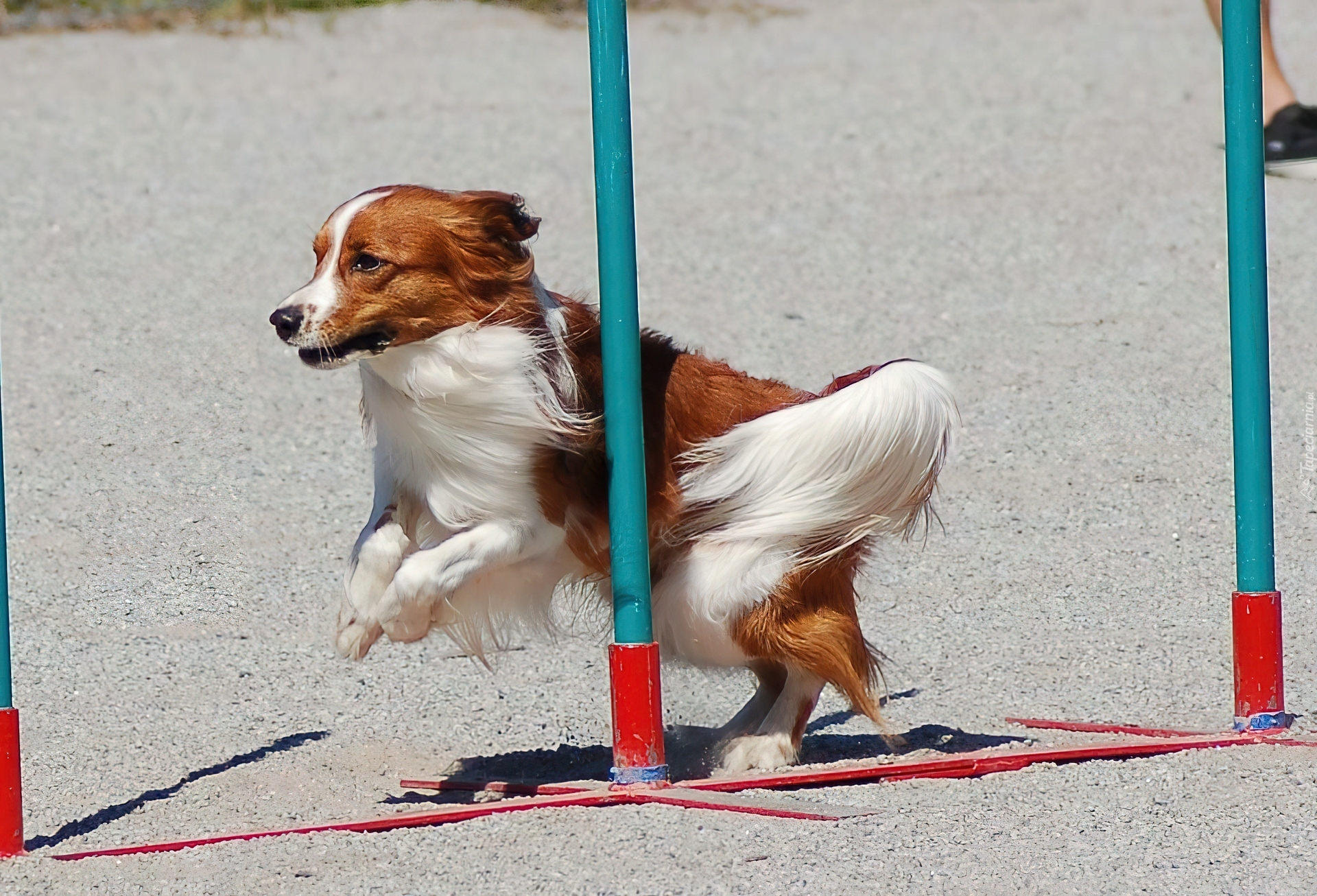 Płochacz holenderski, Kooikerhondje