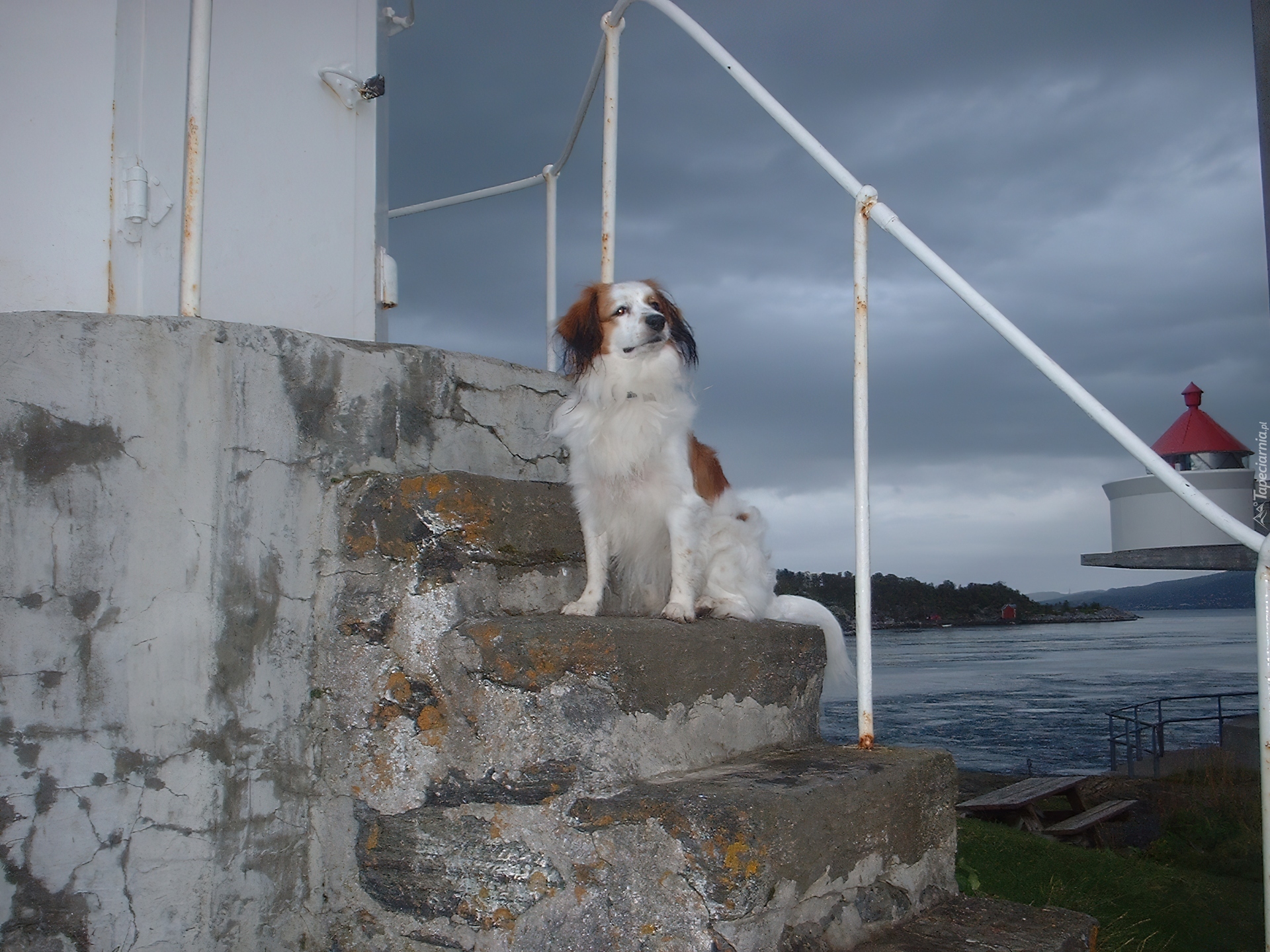 Płochacz holenderski, Kooikerhondje, schody