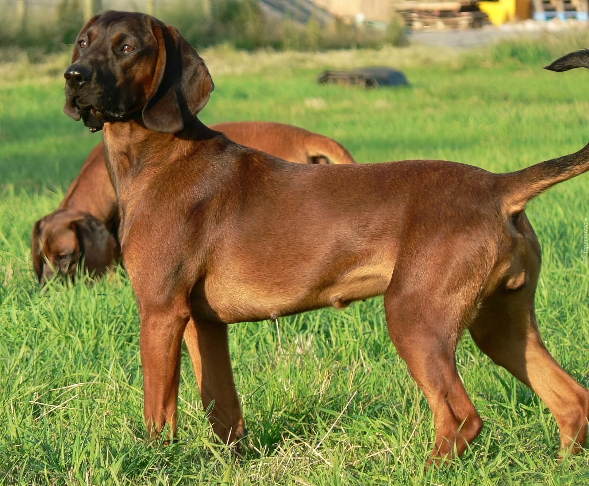 petit basset griffon vendéen eladó terrier