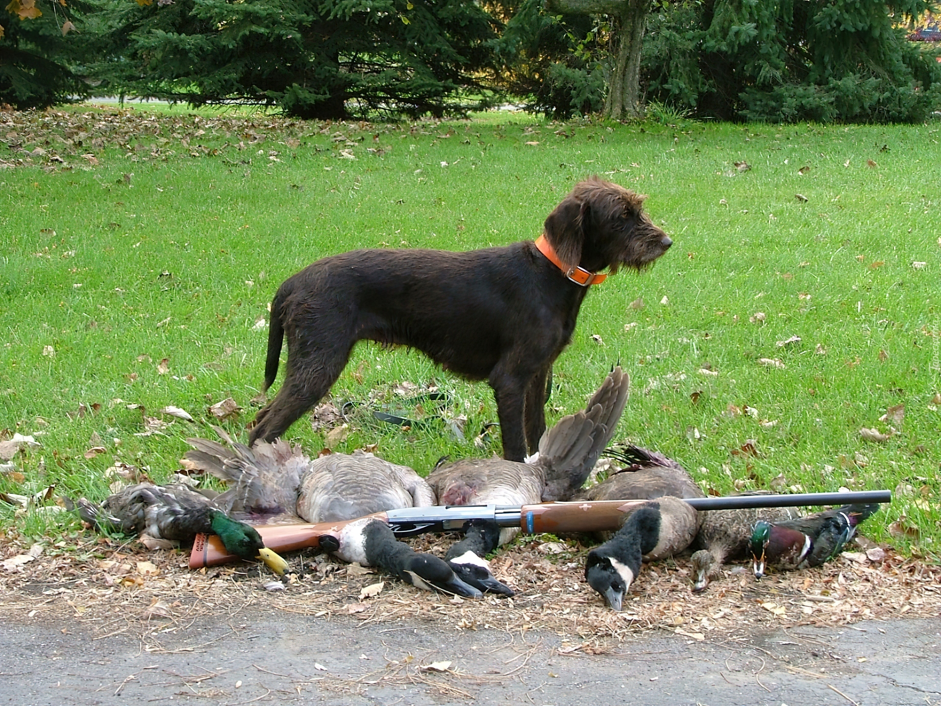 Pudel Pointer, strzelba, zabite, kaczki