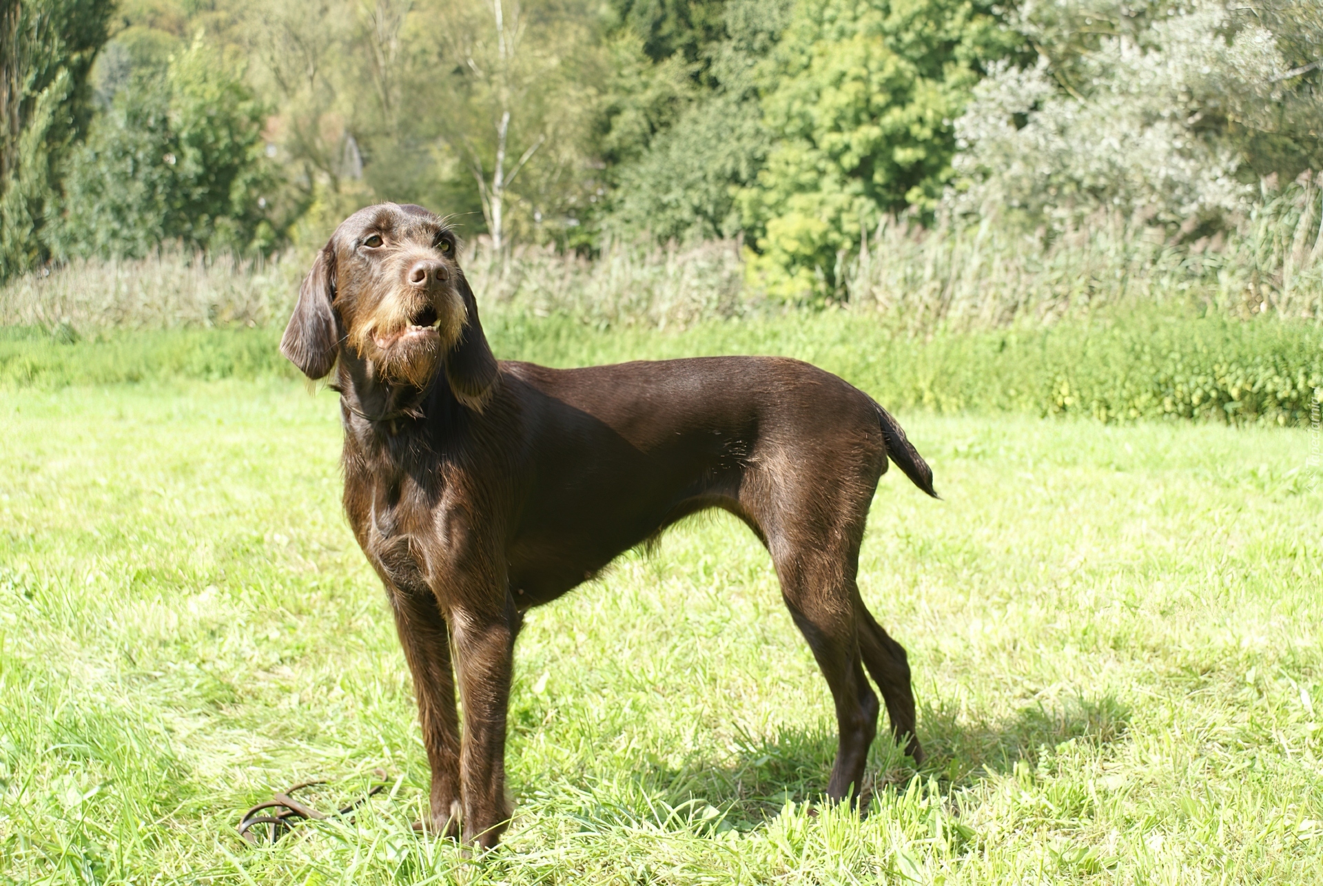 Pudel Pointer, trawa