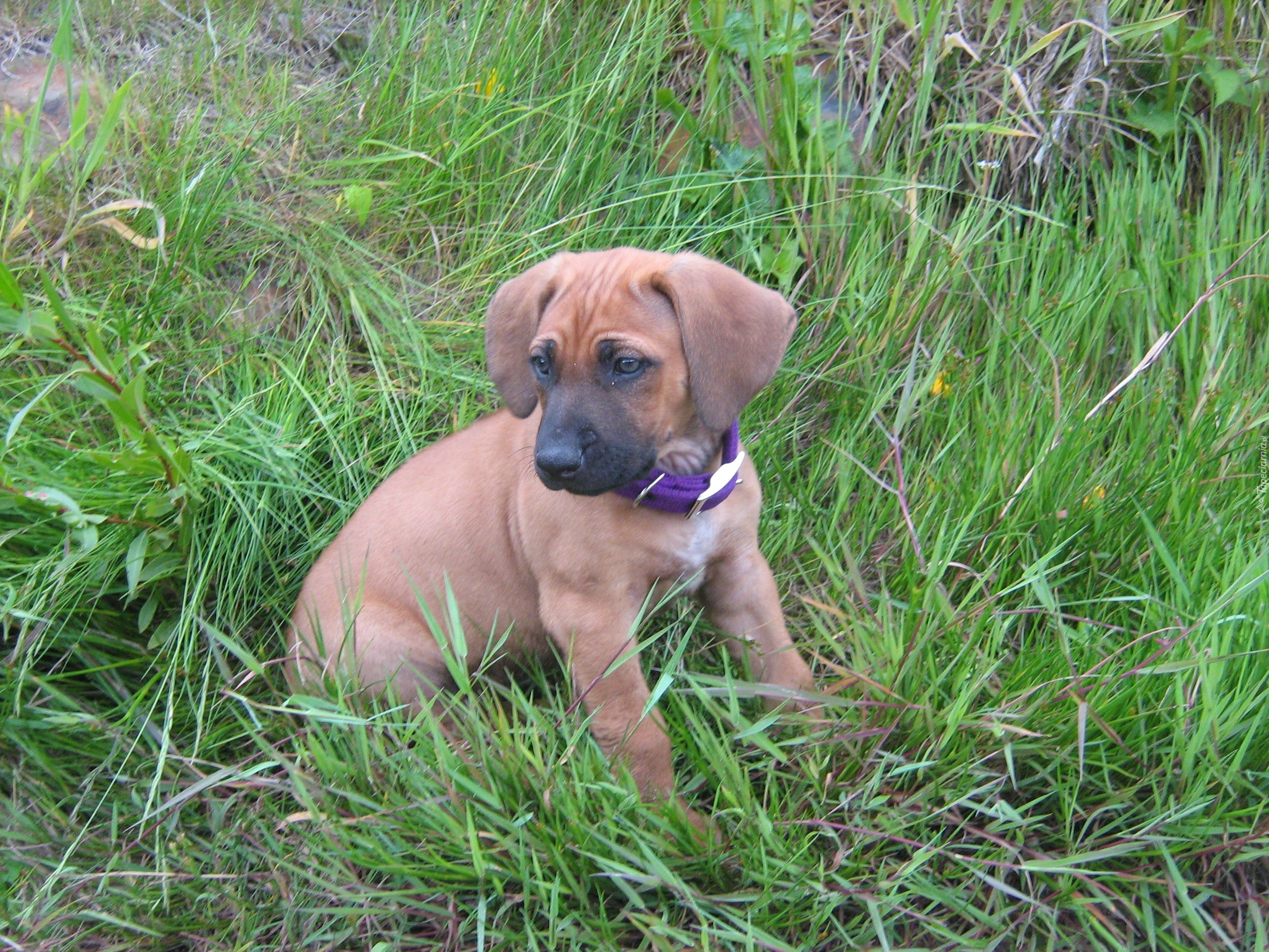 słodki, szceniak, Rhodesian ridgeback, trawa