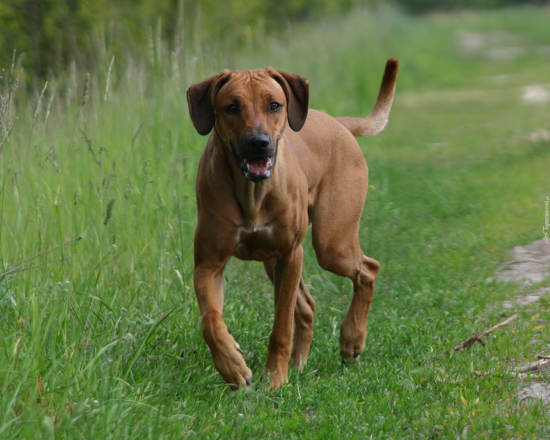 Rhodesian ridgeback, zielona, trawa