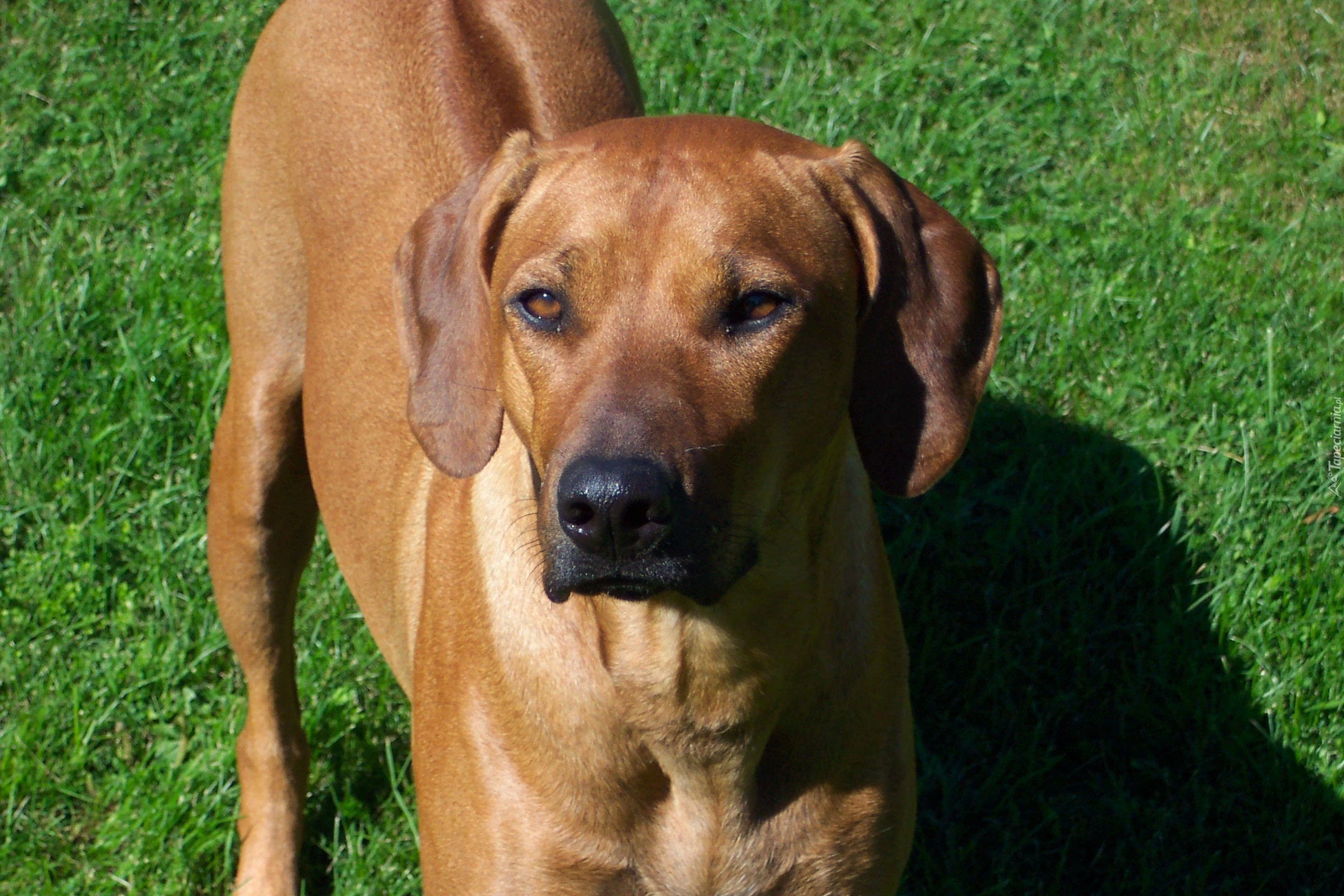 Rhodesian ridgeback