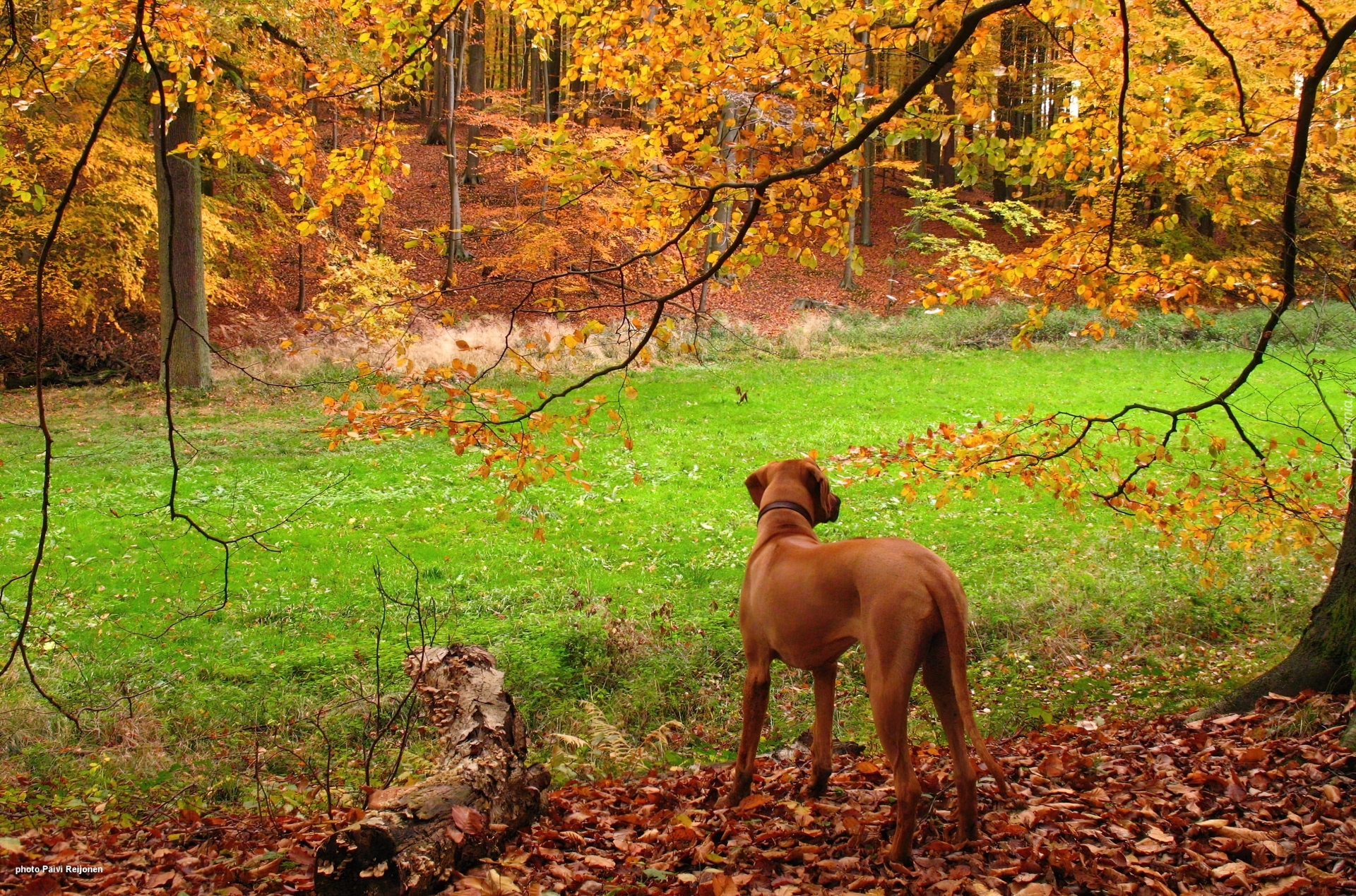 Rhodesian ridgeback, złota, jesień