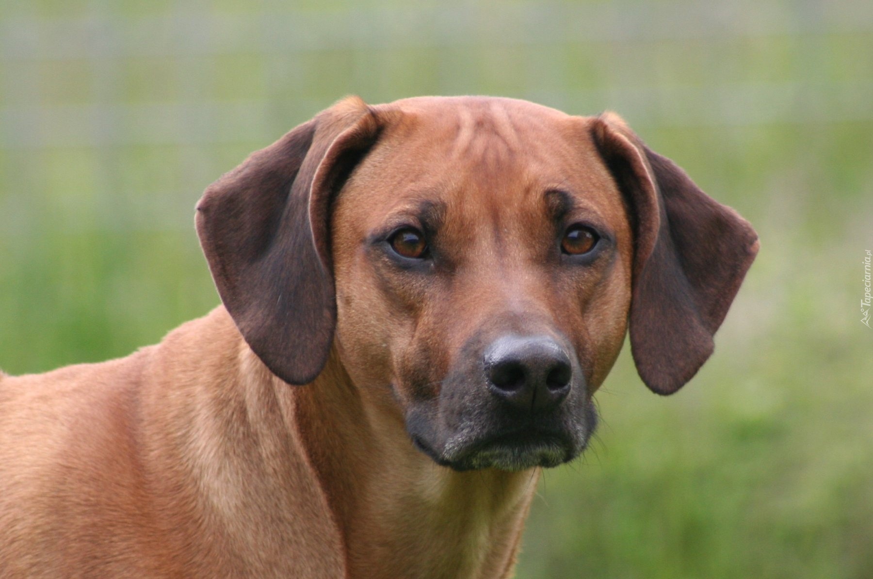 głowa, Rhodesian ridgeback