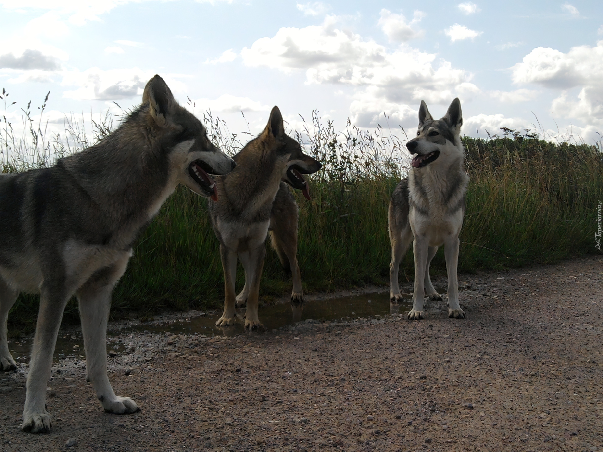 trzy, Saarlooswolfhond