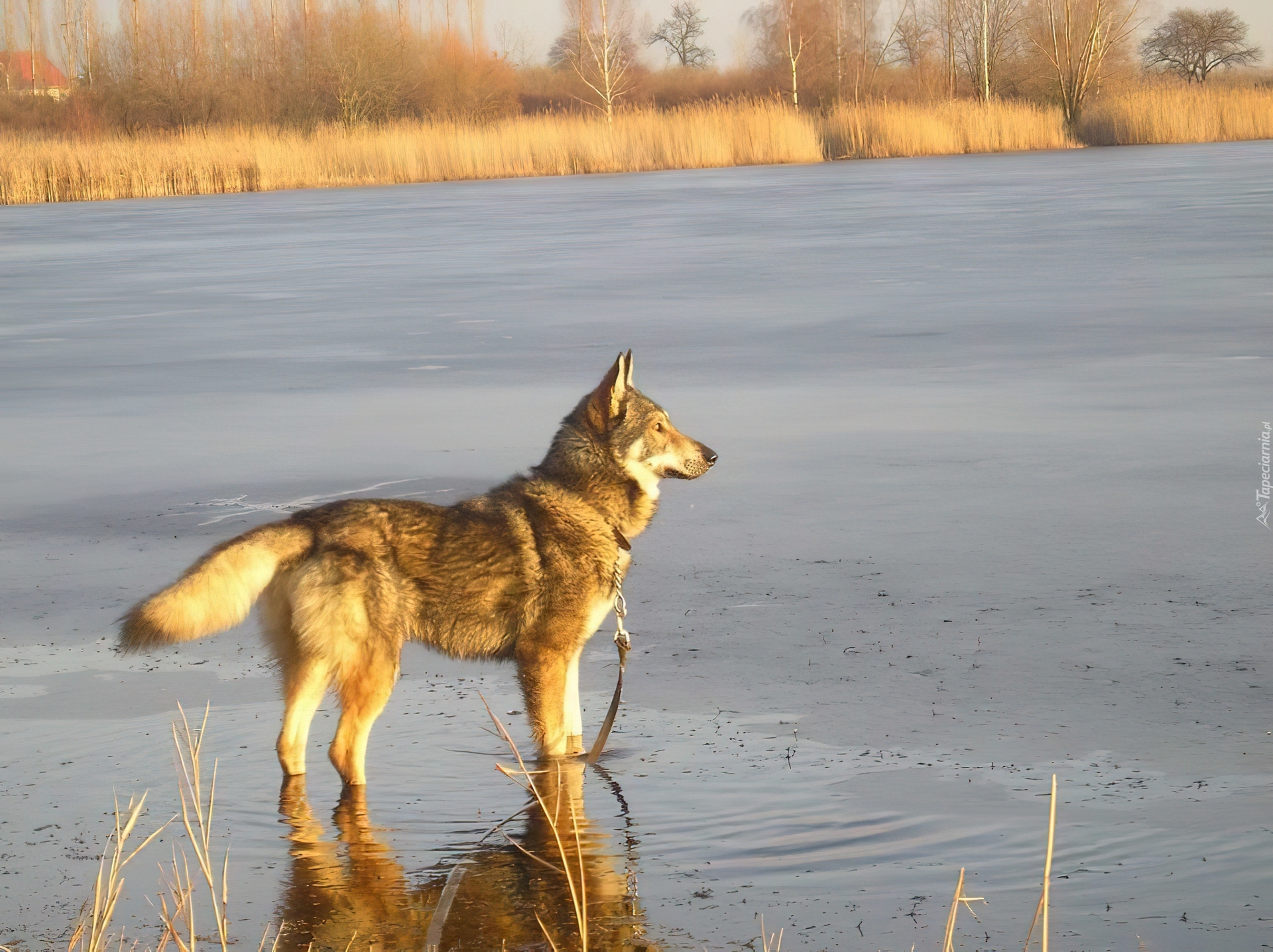 Saarlooswolfhond, woda