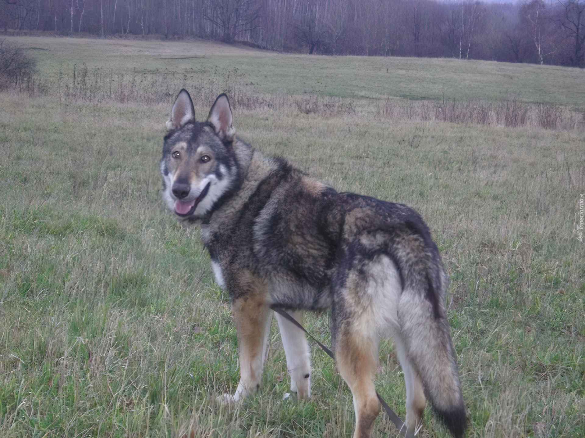 Saarlooswolfhond, łąka