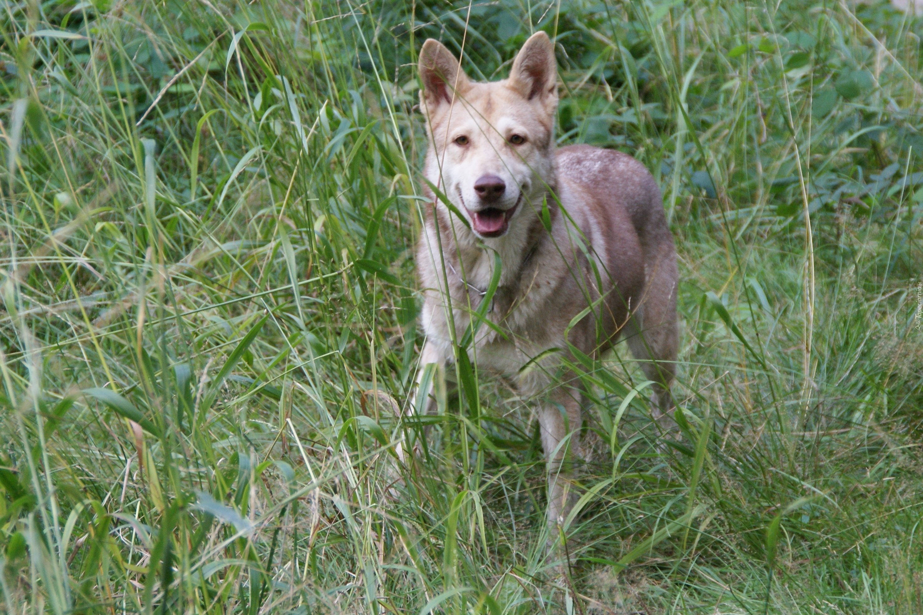 Saarlooswolfhond, wysoka, zielona, trawa