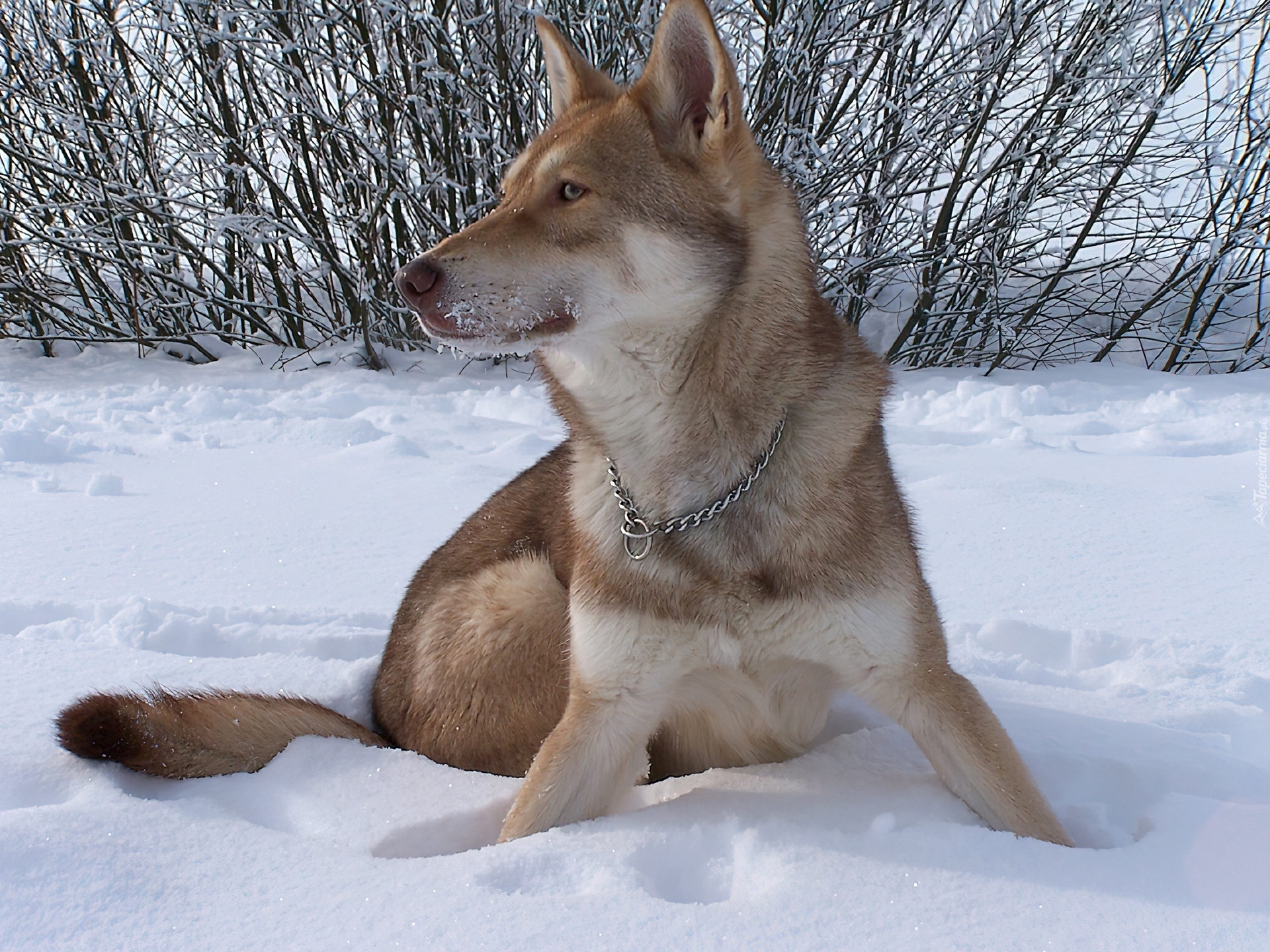 Saarlooswolfhond, śnieg, krzaki