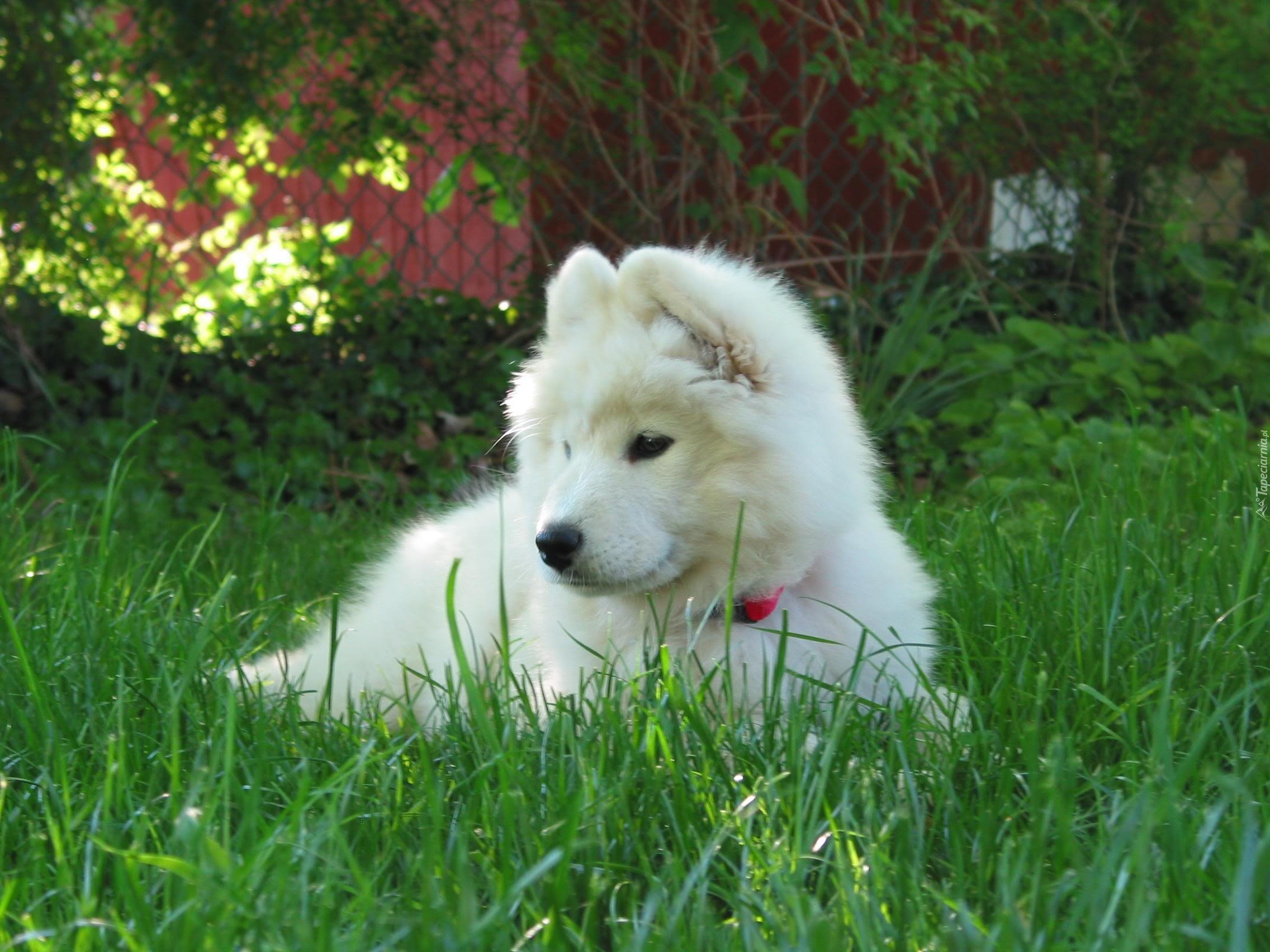 słodki, szczeniak, Samojed