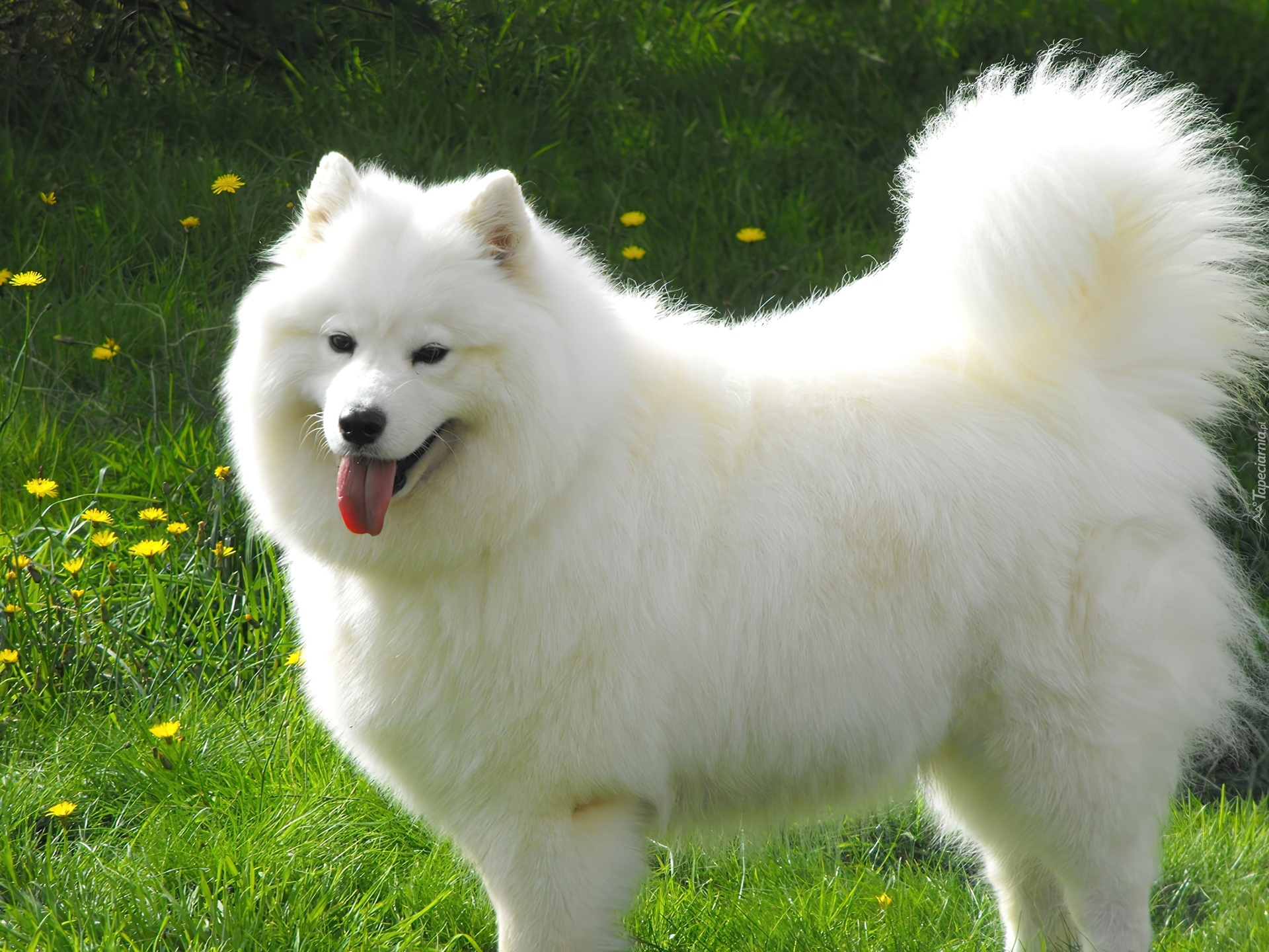 piękny, duży, Samojed