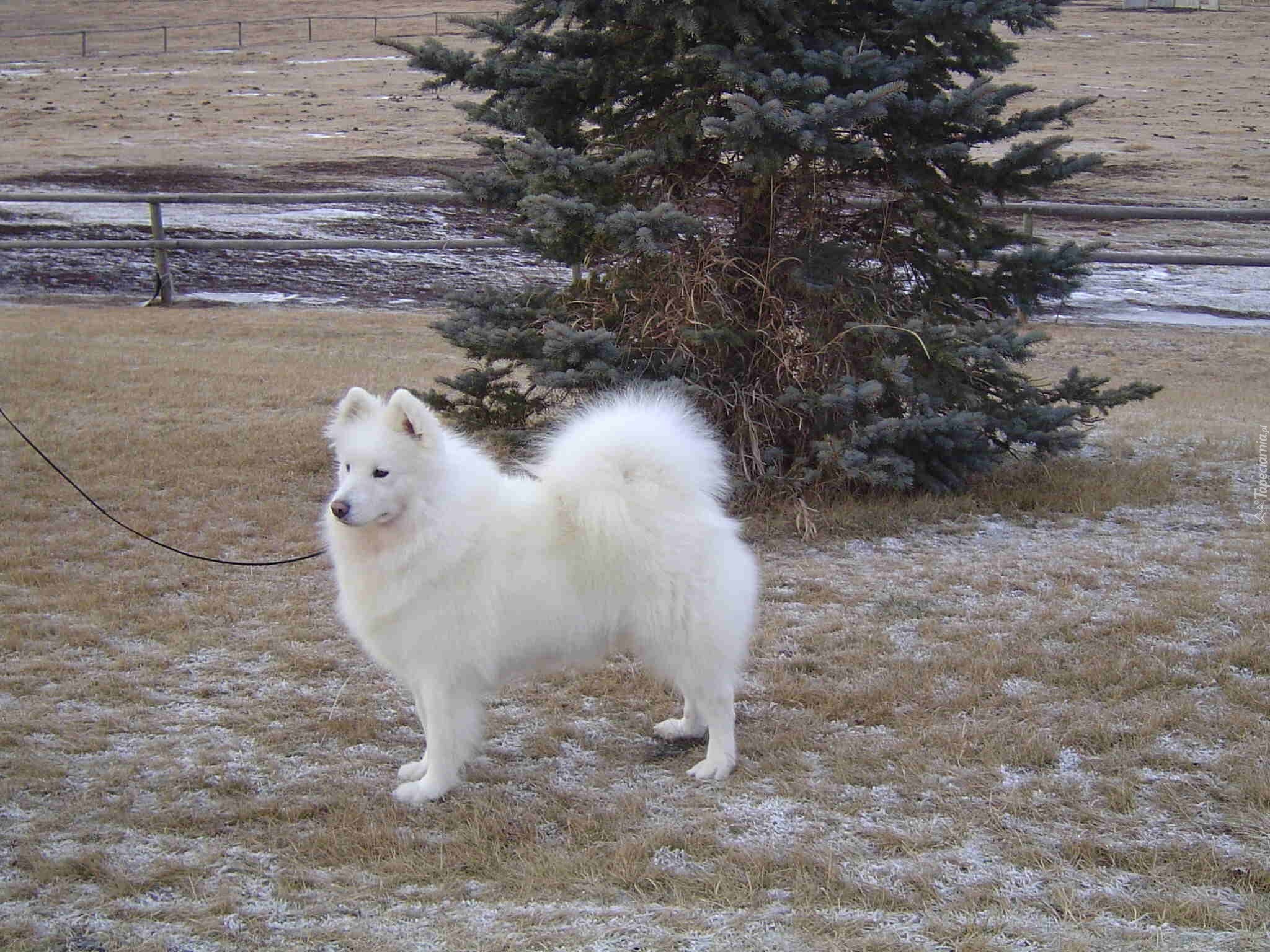 Samojed, choinka