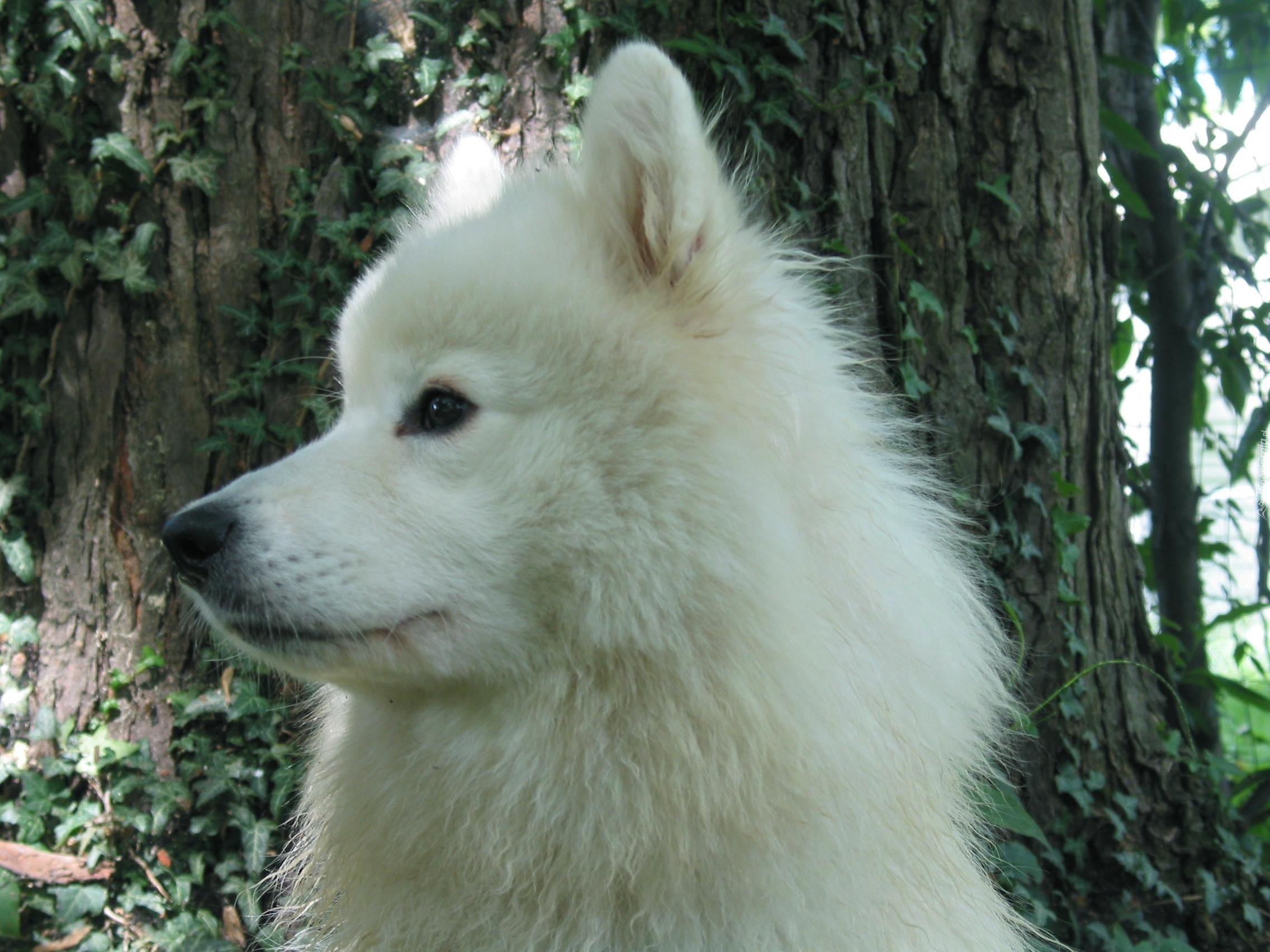 pysk, Samojed