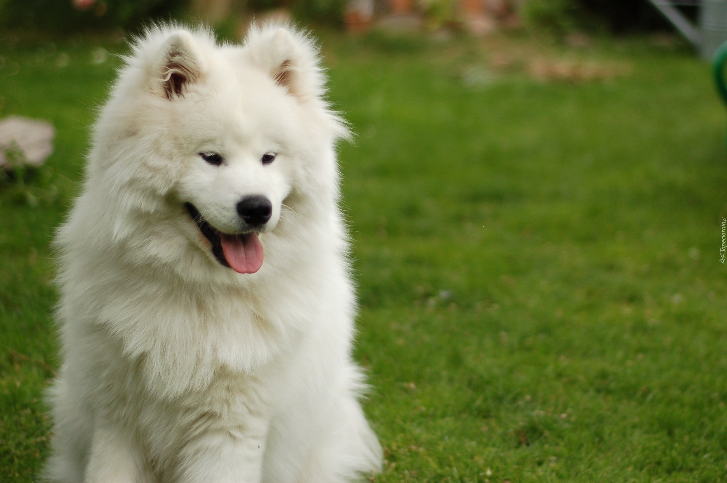 śliczny, Samojed