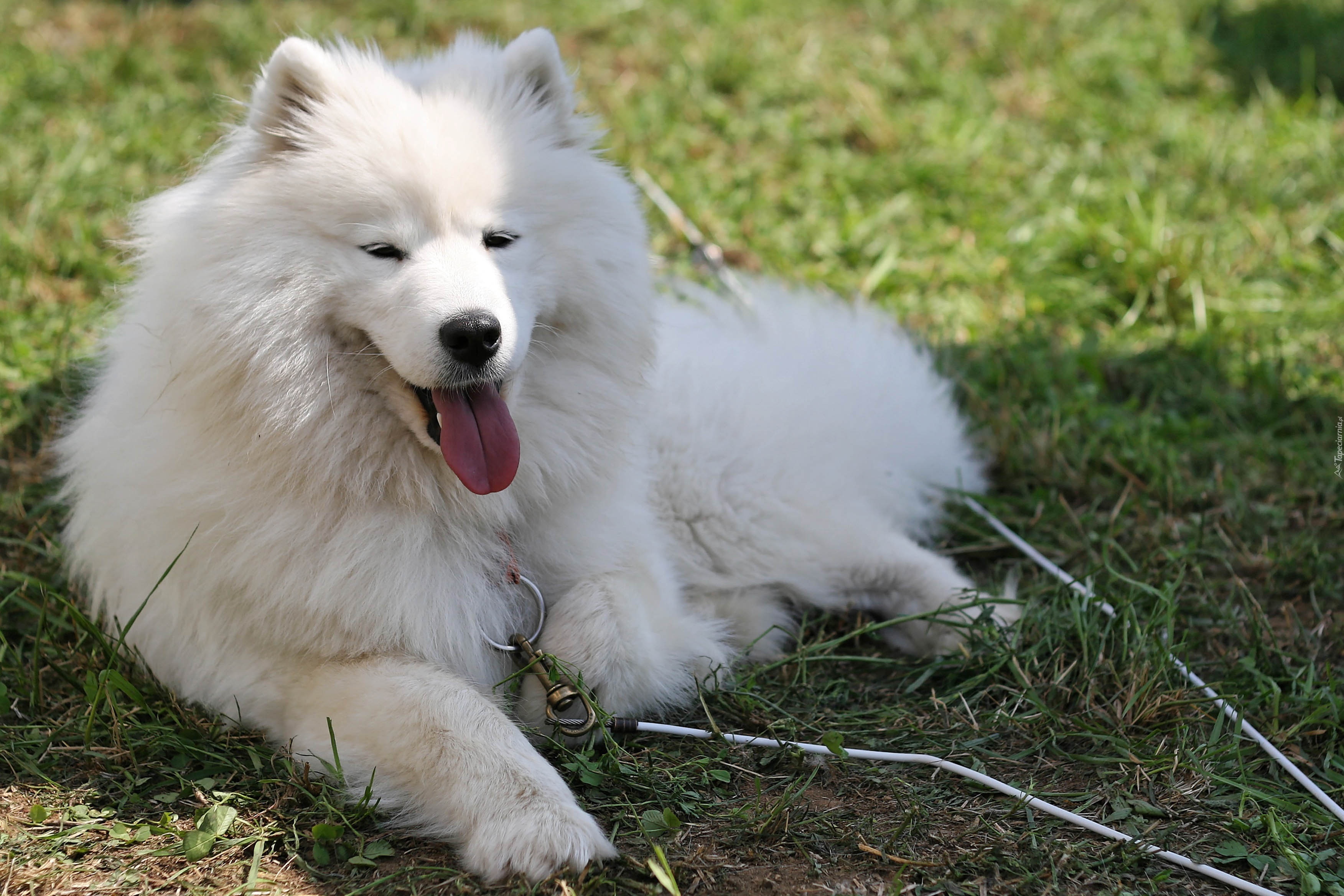 język, Samojed