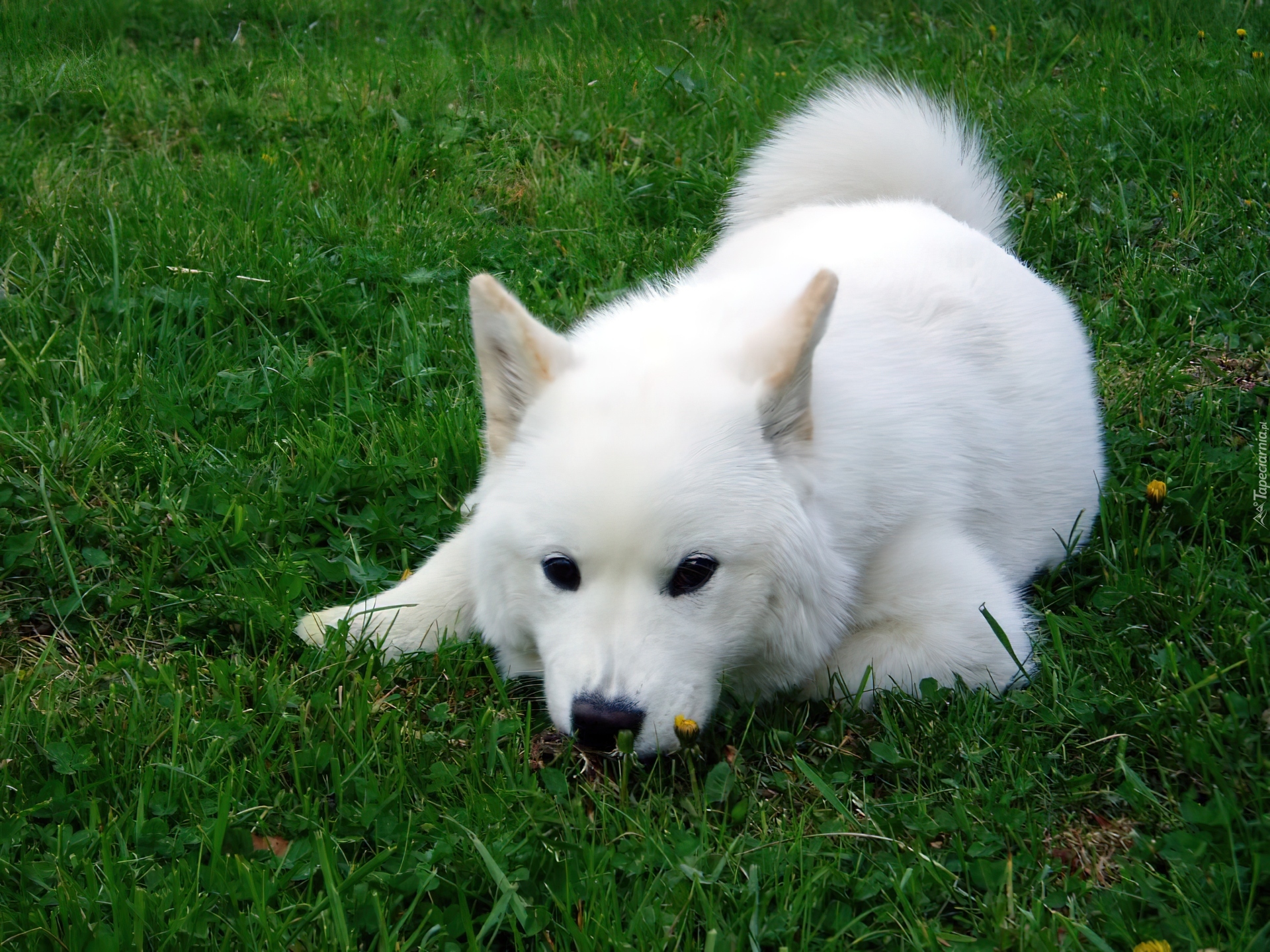 biały, Samojed, zielona, trawa