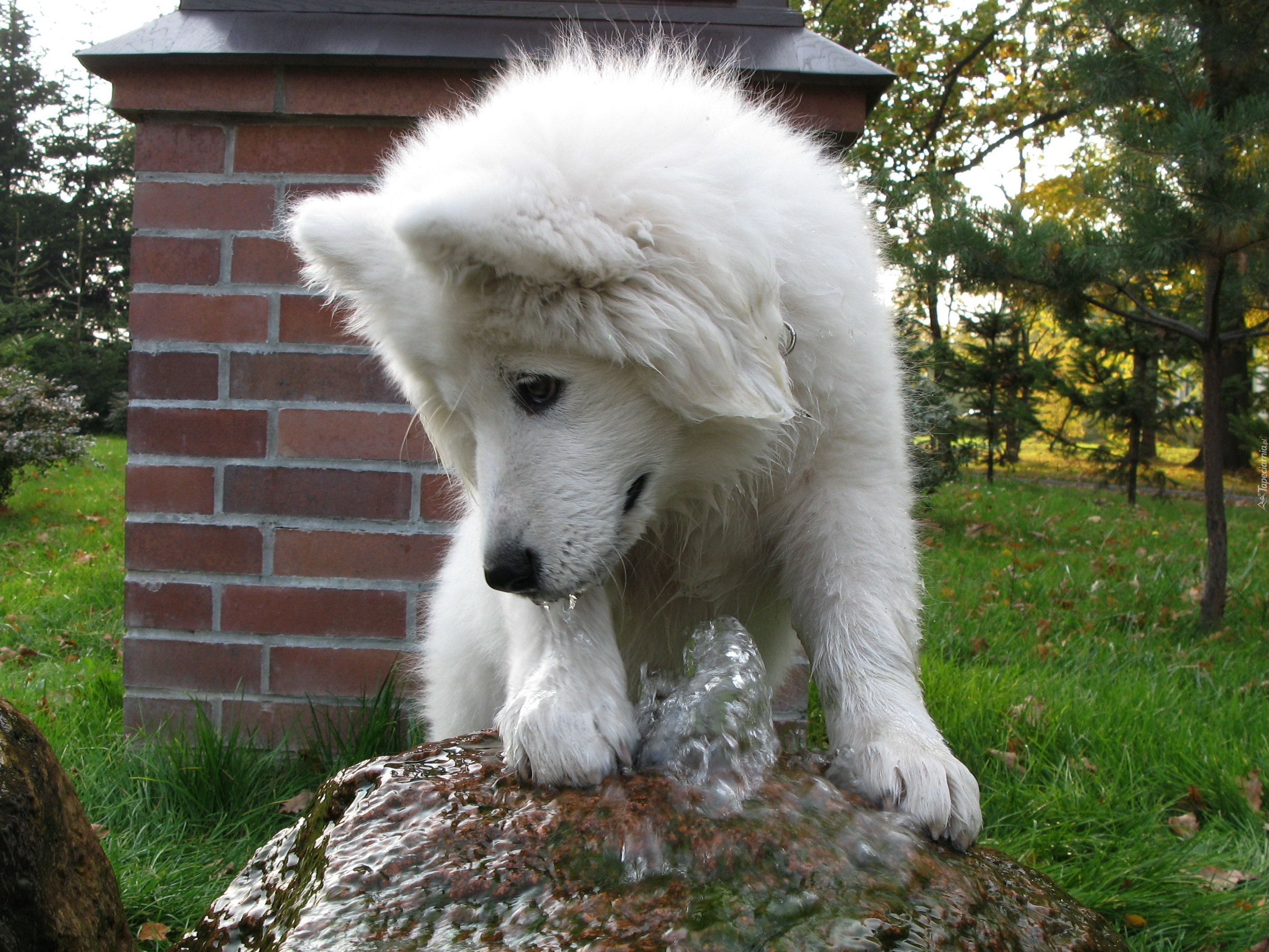 Samojed, fontanna