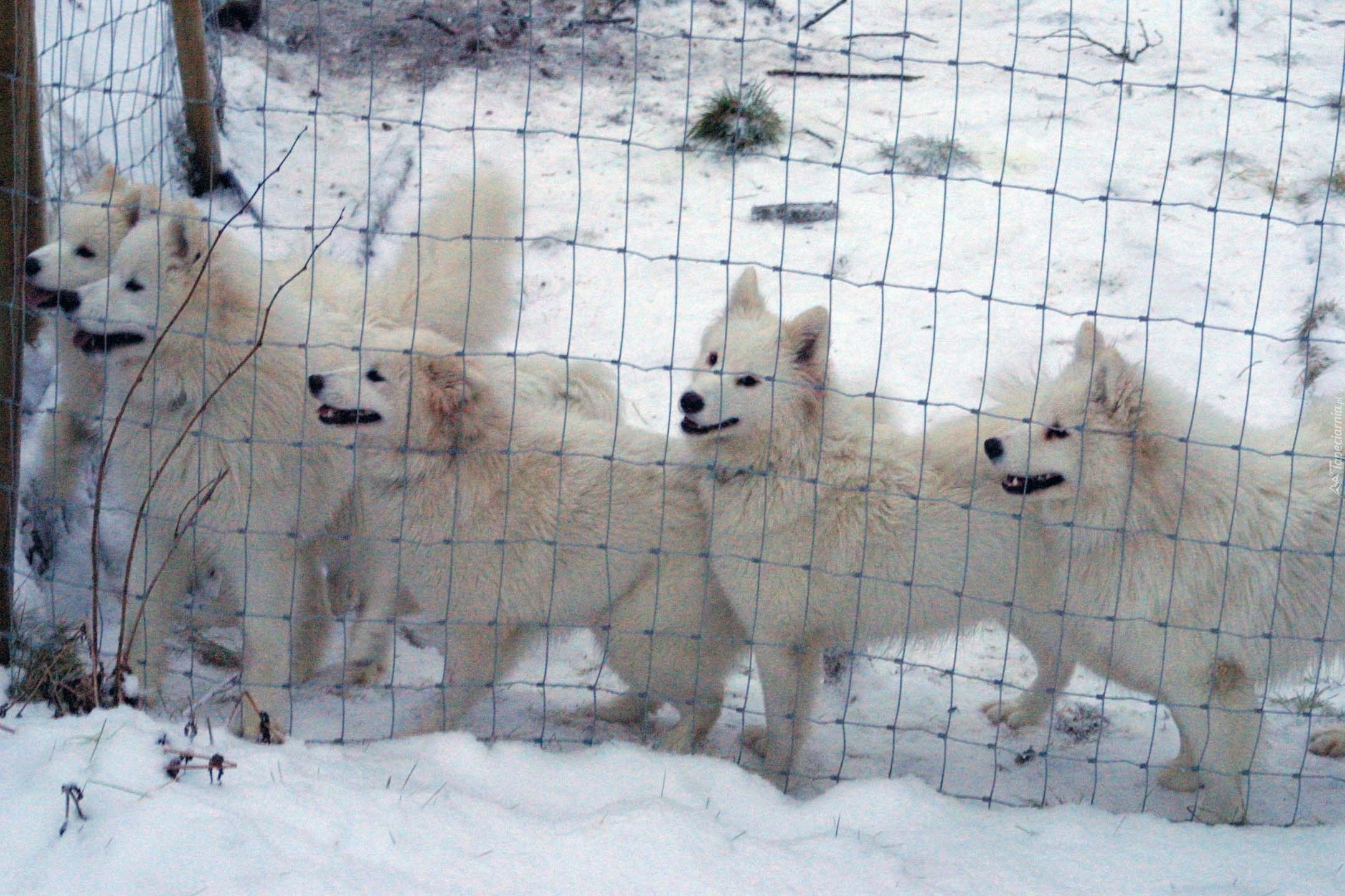 Samojed, ogrodzenie