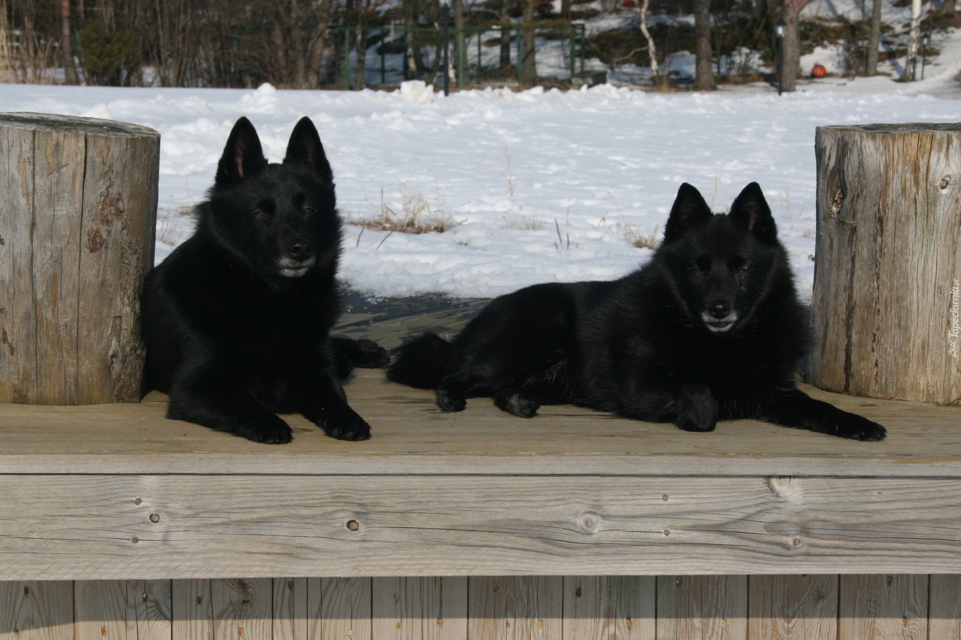 dwa, leżące, Schipperke