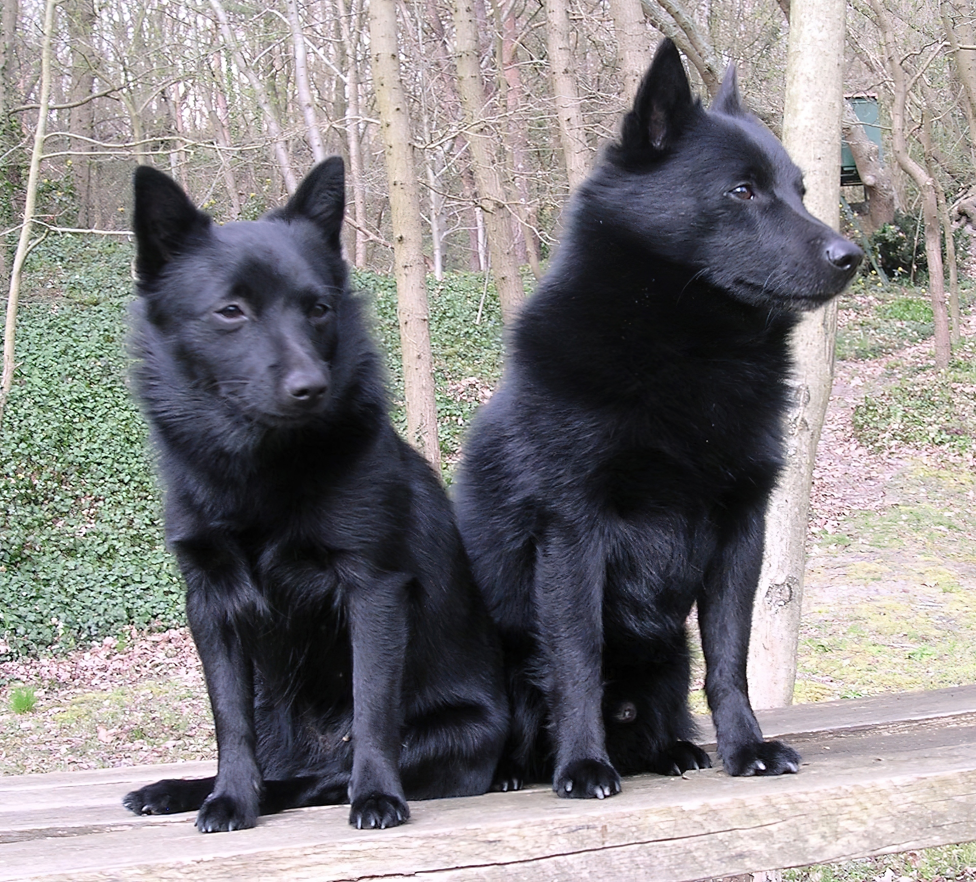 dwa, siedzące, Schipperke