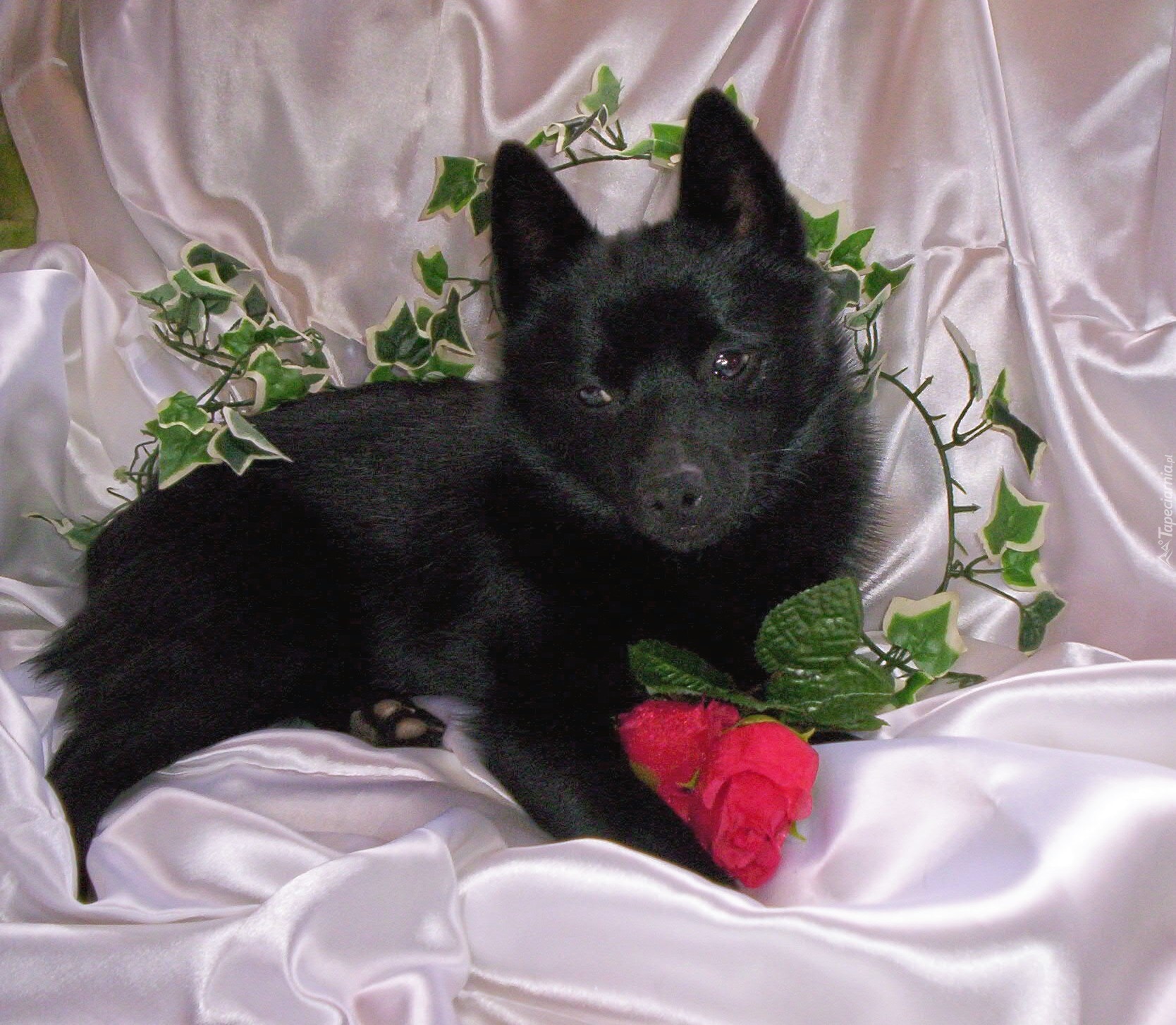 Schipperke, róża