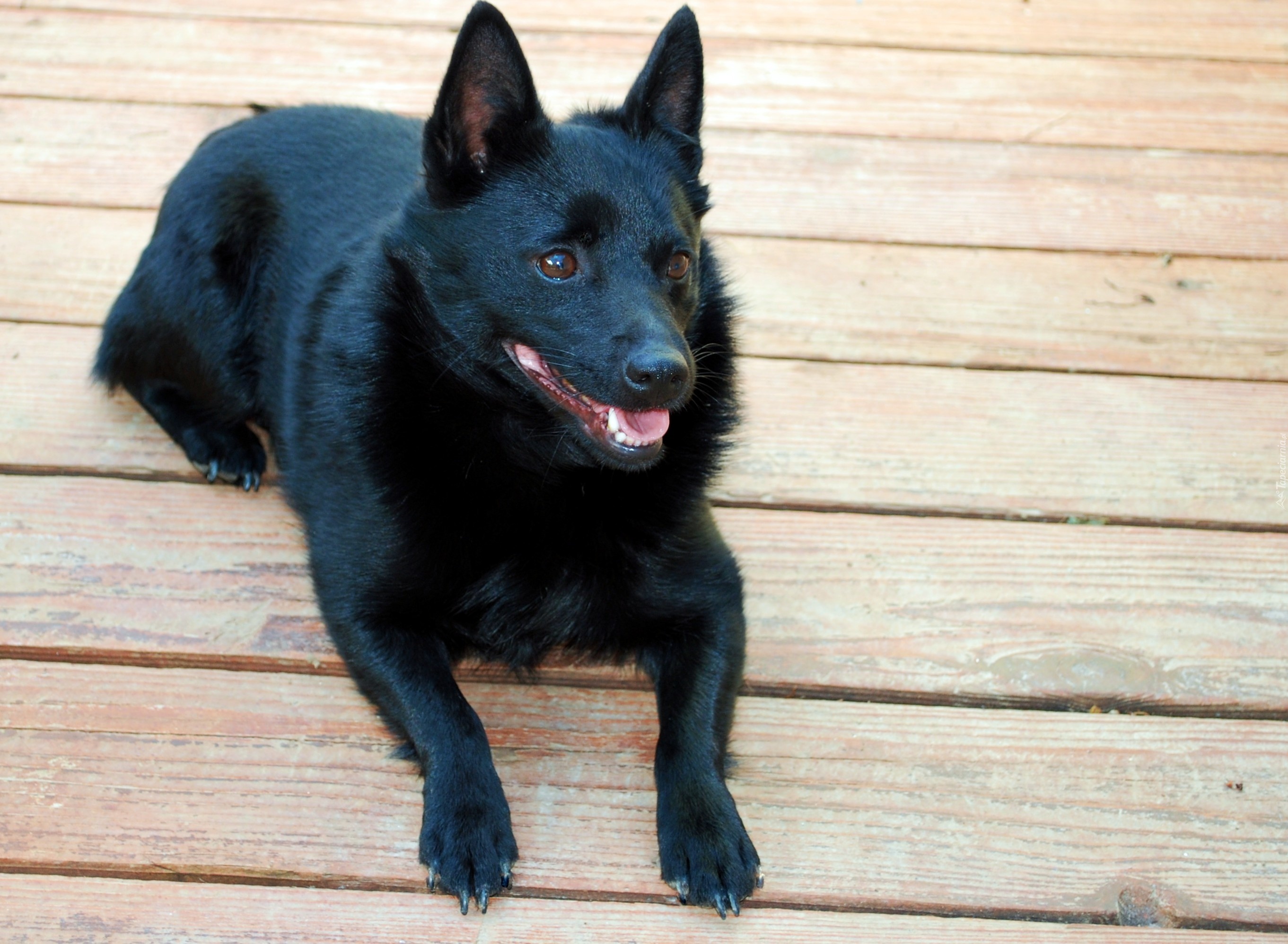 Schipperke, deski