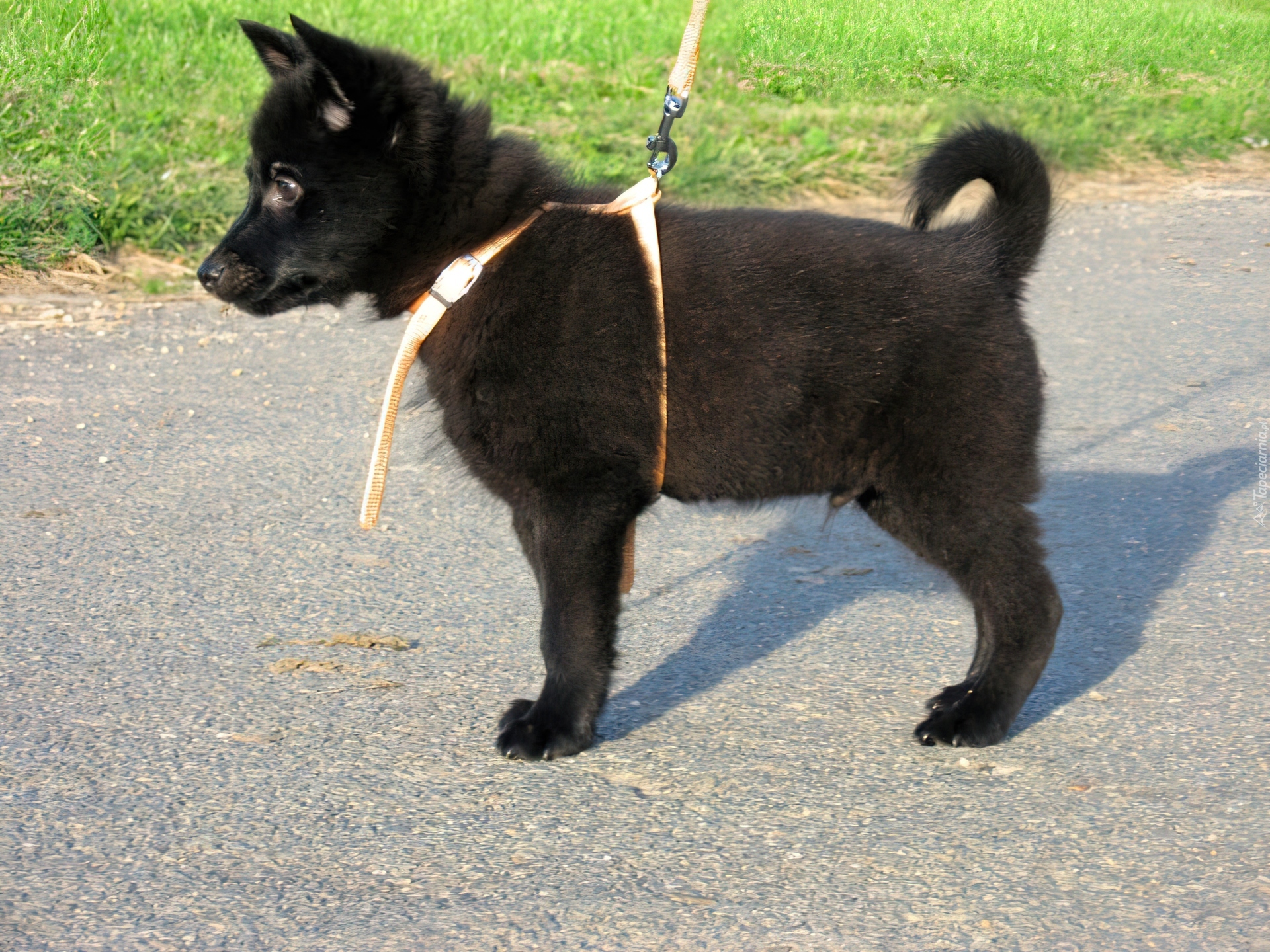 Schipperke, Szczeniak, szelki