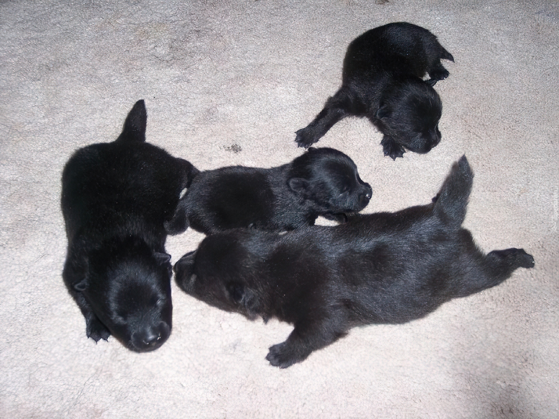 cztery, szczeniaki, Schipperke