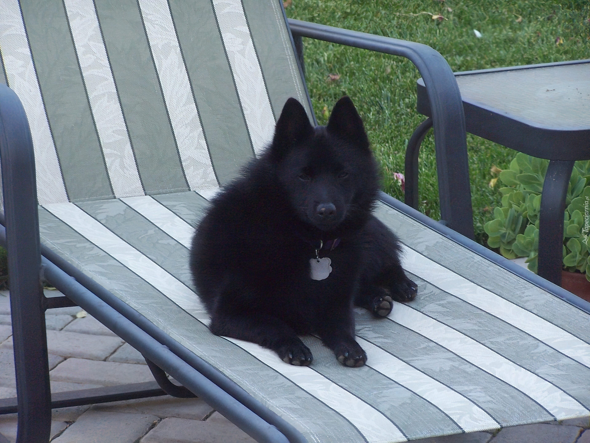 Schipperke, leżak