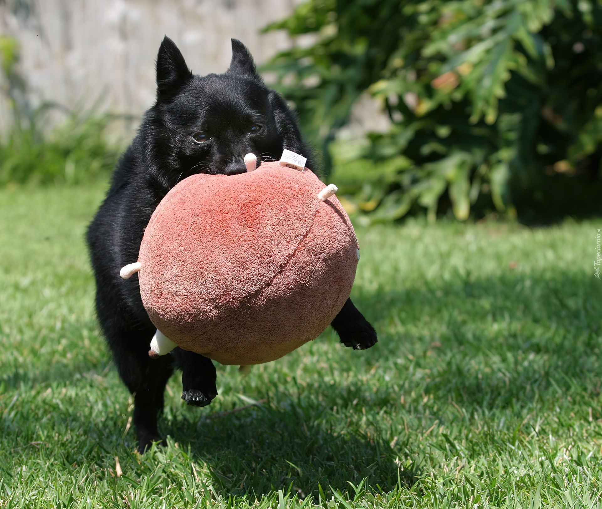 Schipperke, zabawka