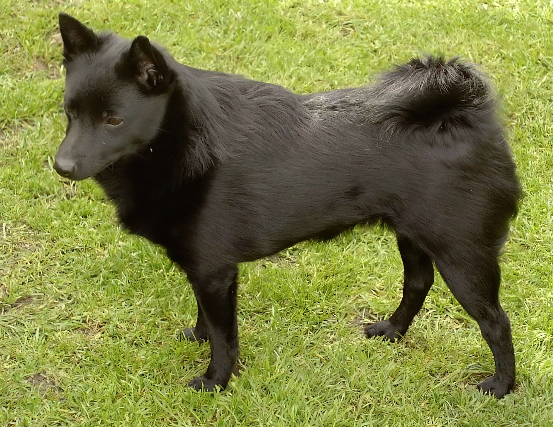 czarny, Schipperke, trawa