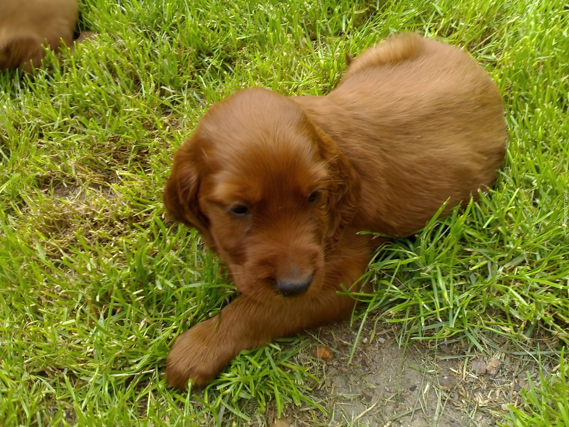 Cocker spaniel angielski