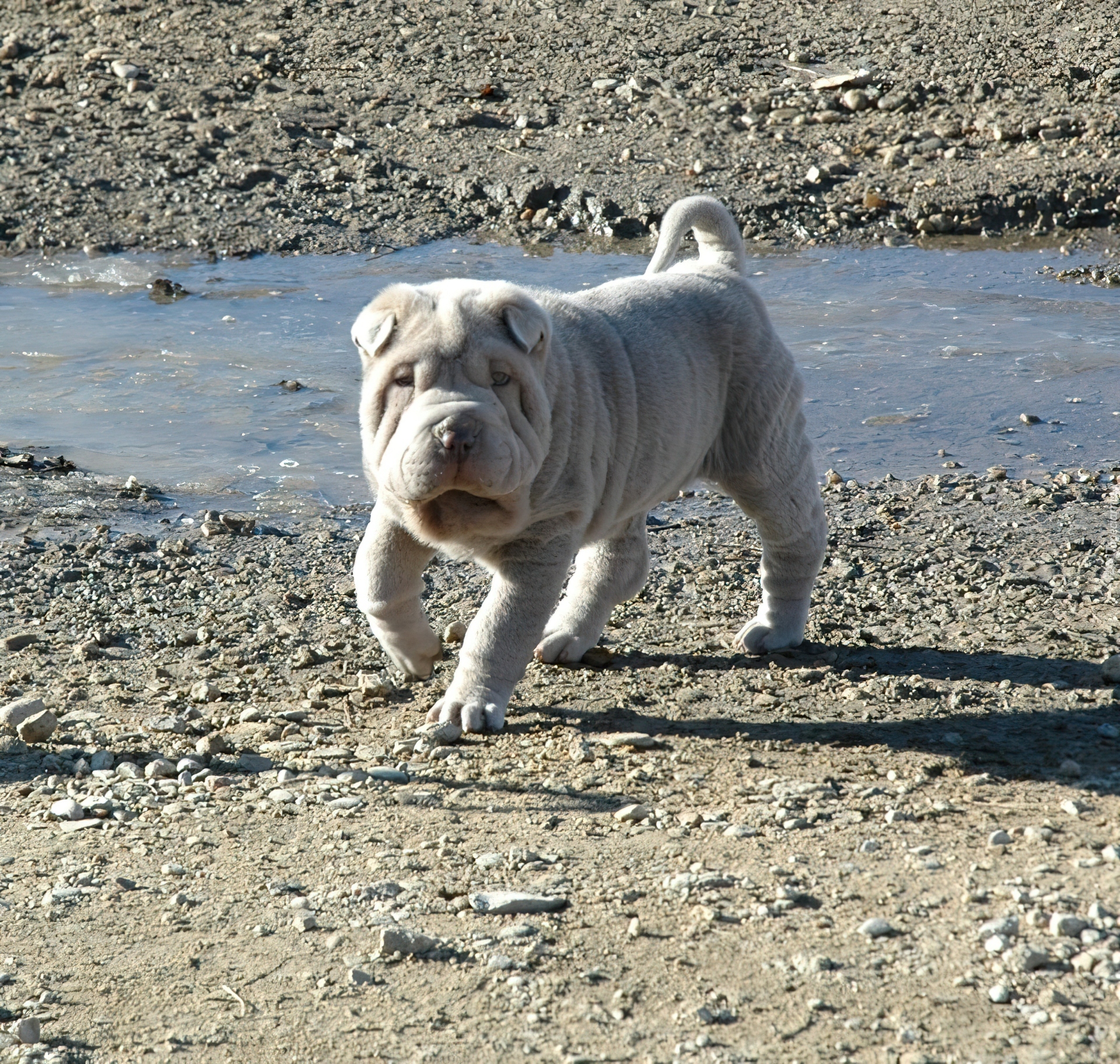 Shar Pei, woda, kamienie