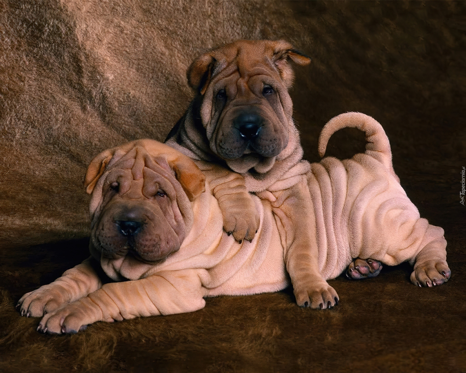 dwa, słodkie, Shar Pei