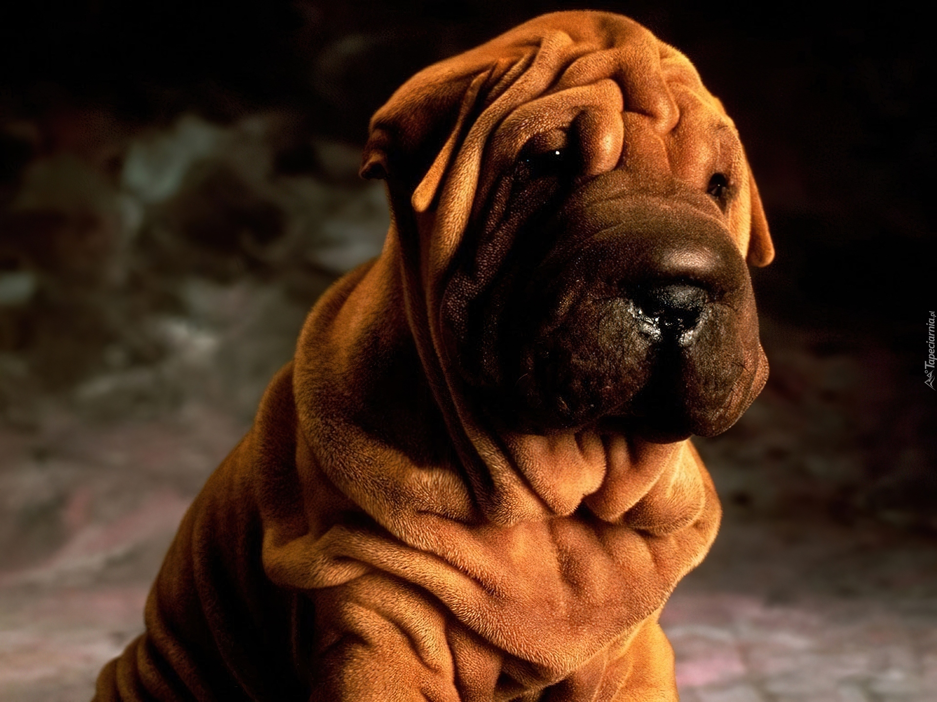 soczysto-brązowy, Shar Pei