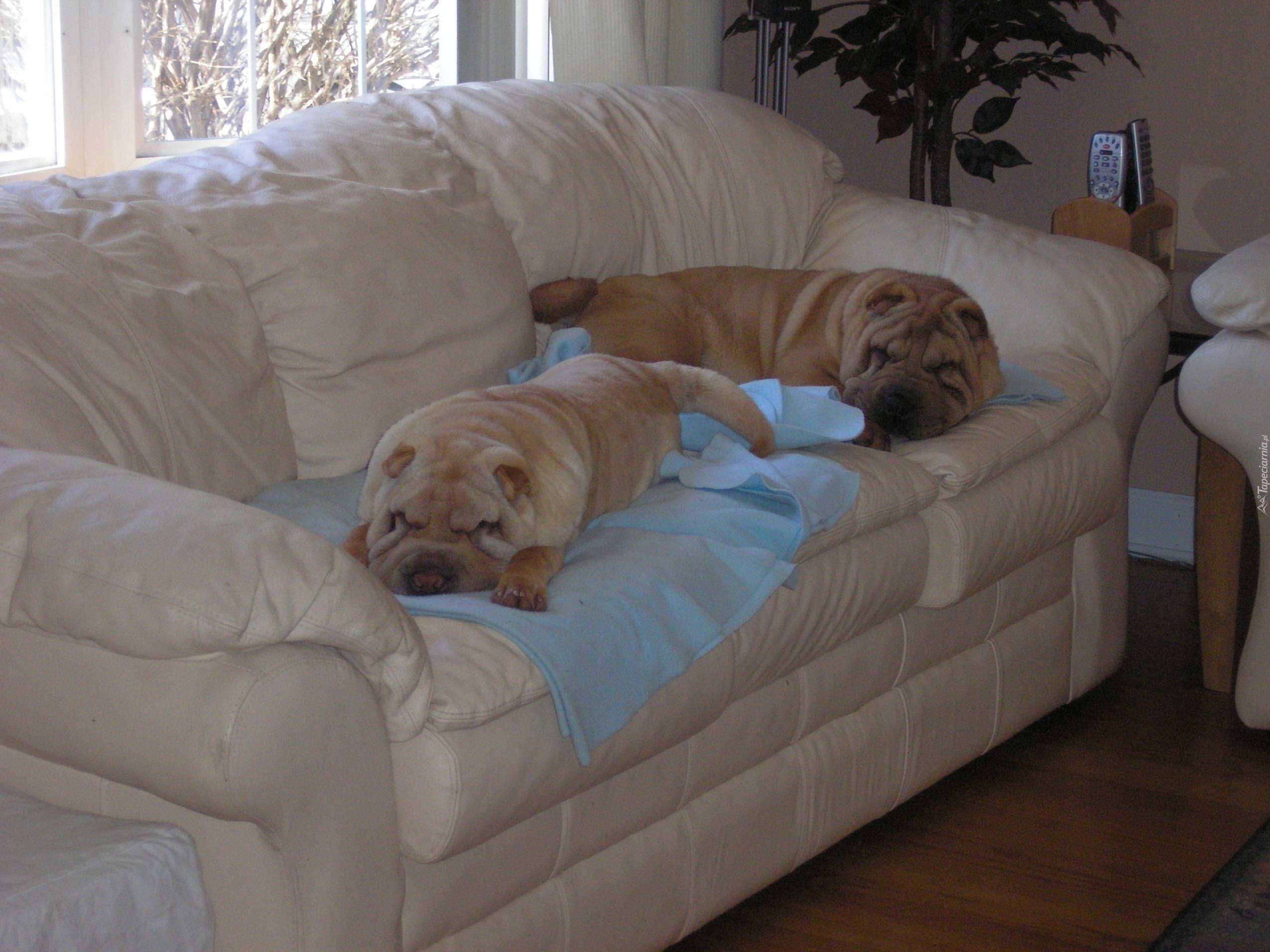 dwa, Shar Pei, jasna, skórzana, sofa