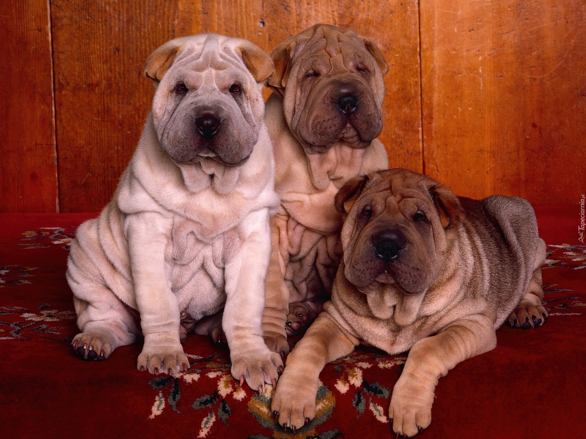 trzy, Shar Pei