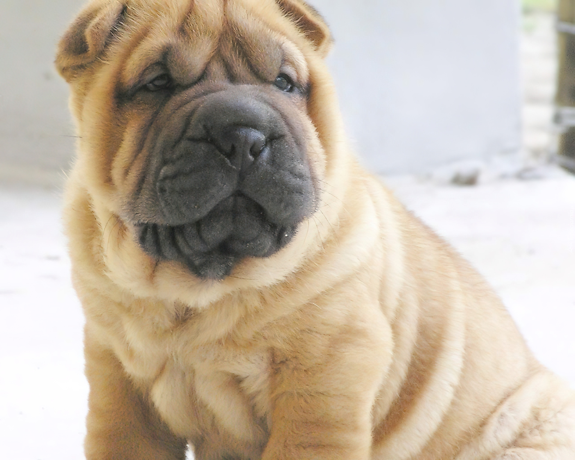 mordka, Shar Pei