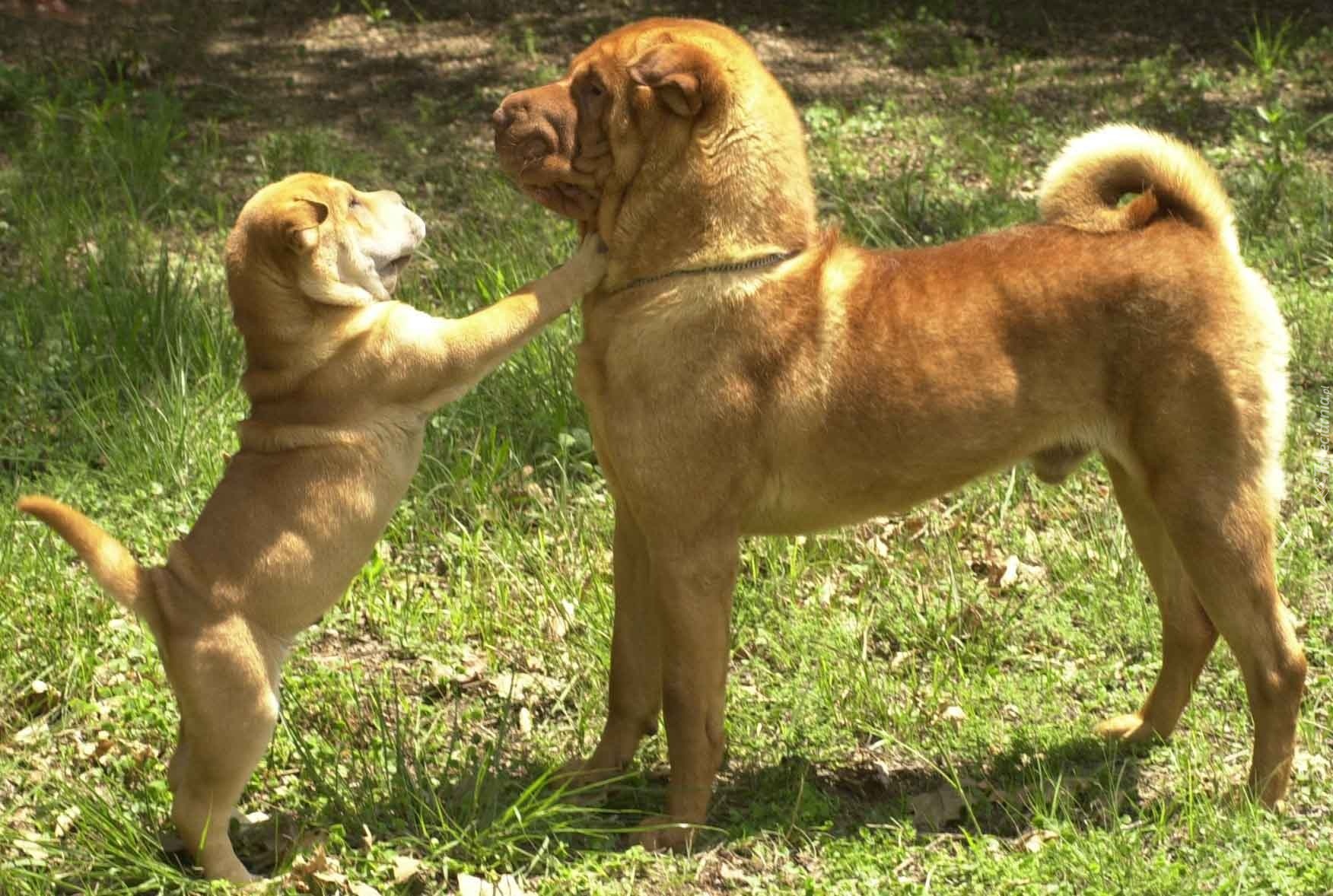 dorosły, szczeniak, Shar Pei, trawa