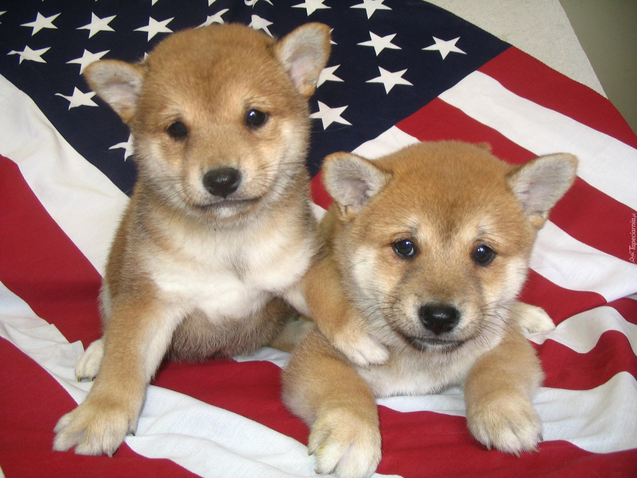 dwa, Shiba inu, flaga USA