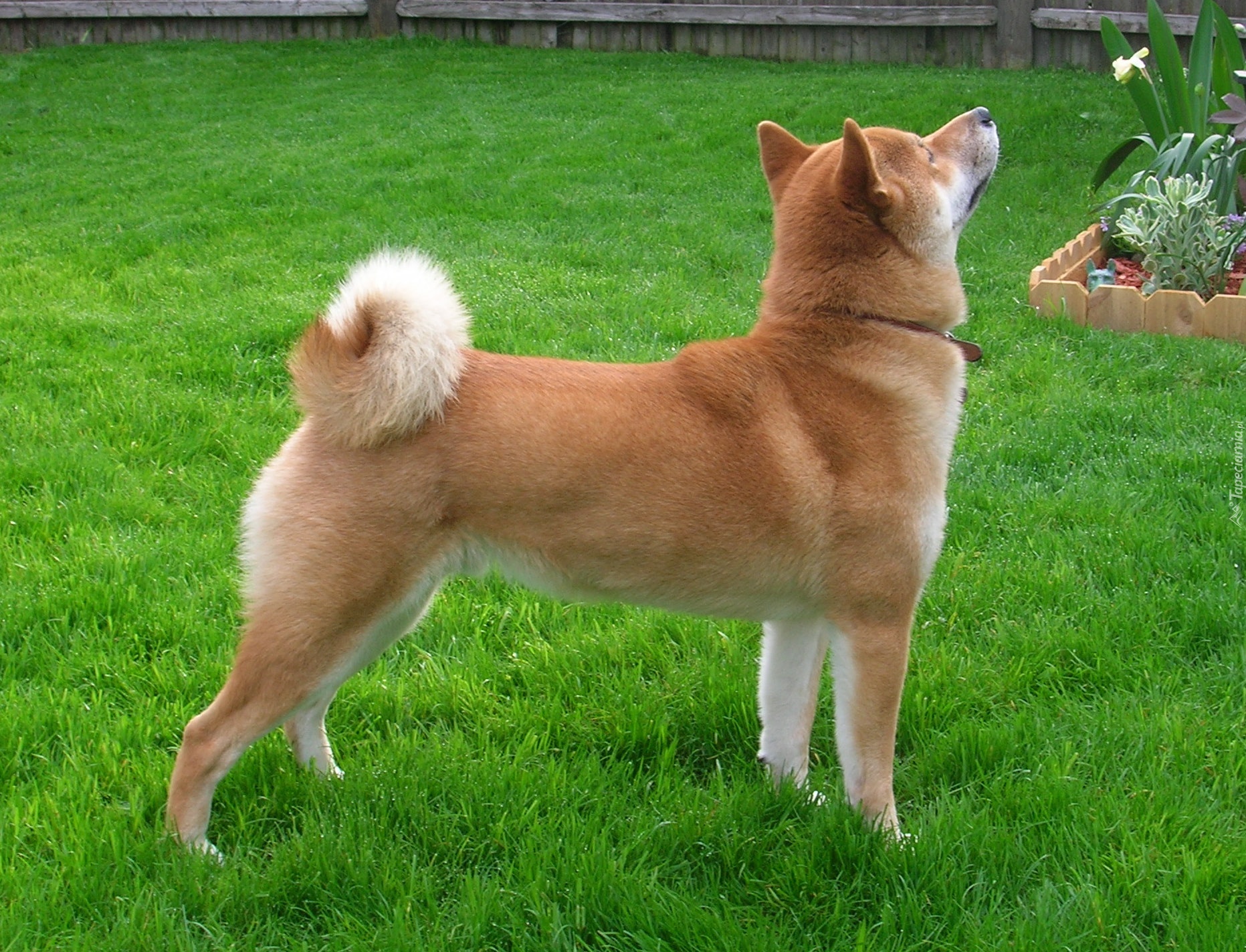 Shiba inu, soczysto-zielona, trawa