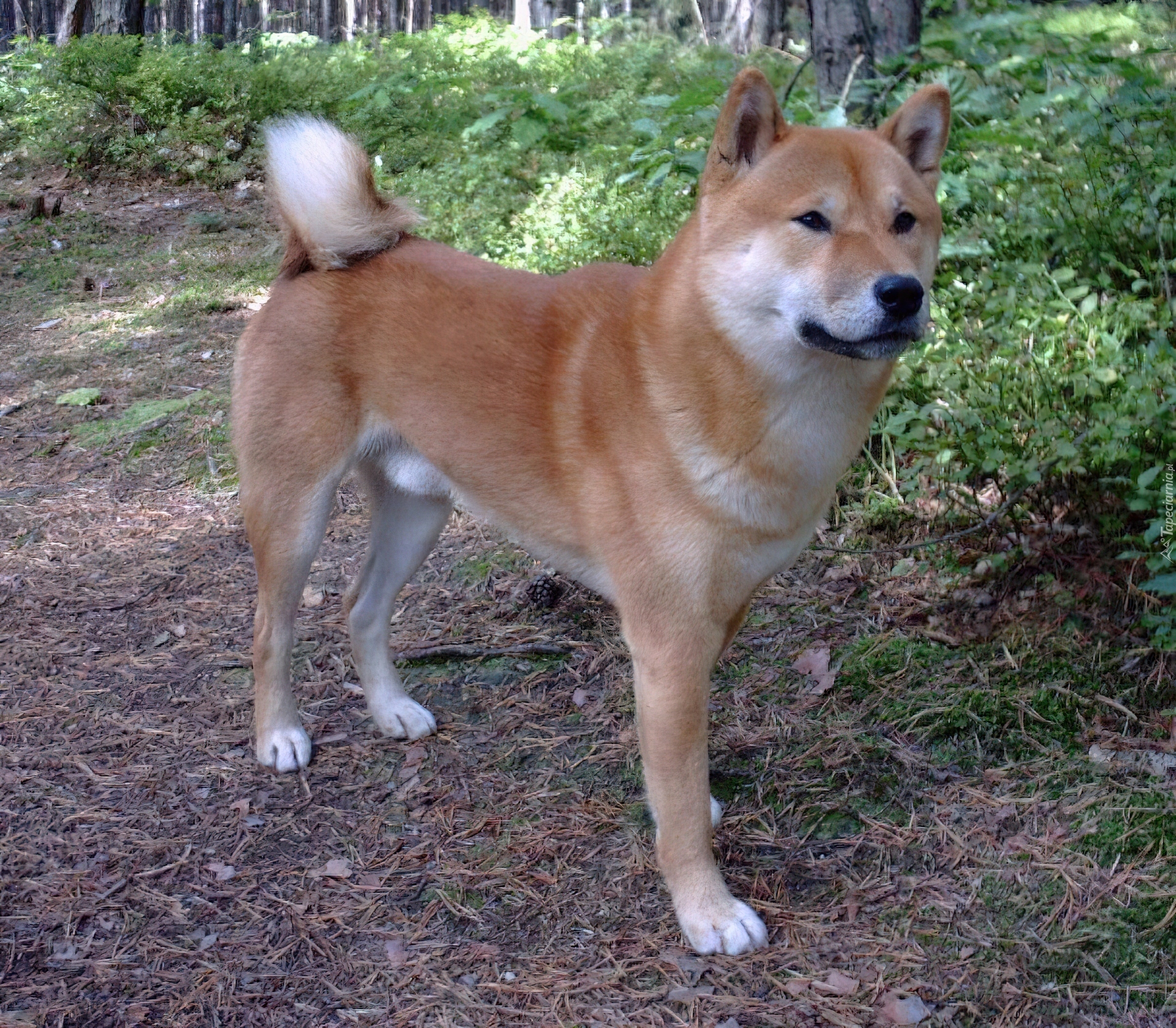 Shiba inu