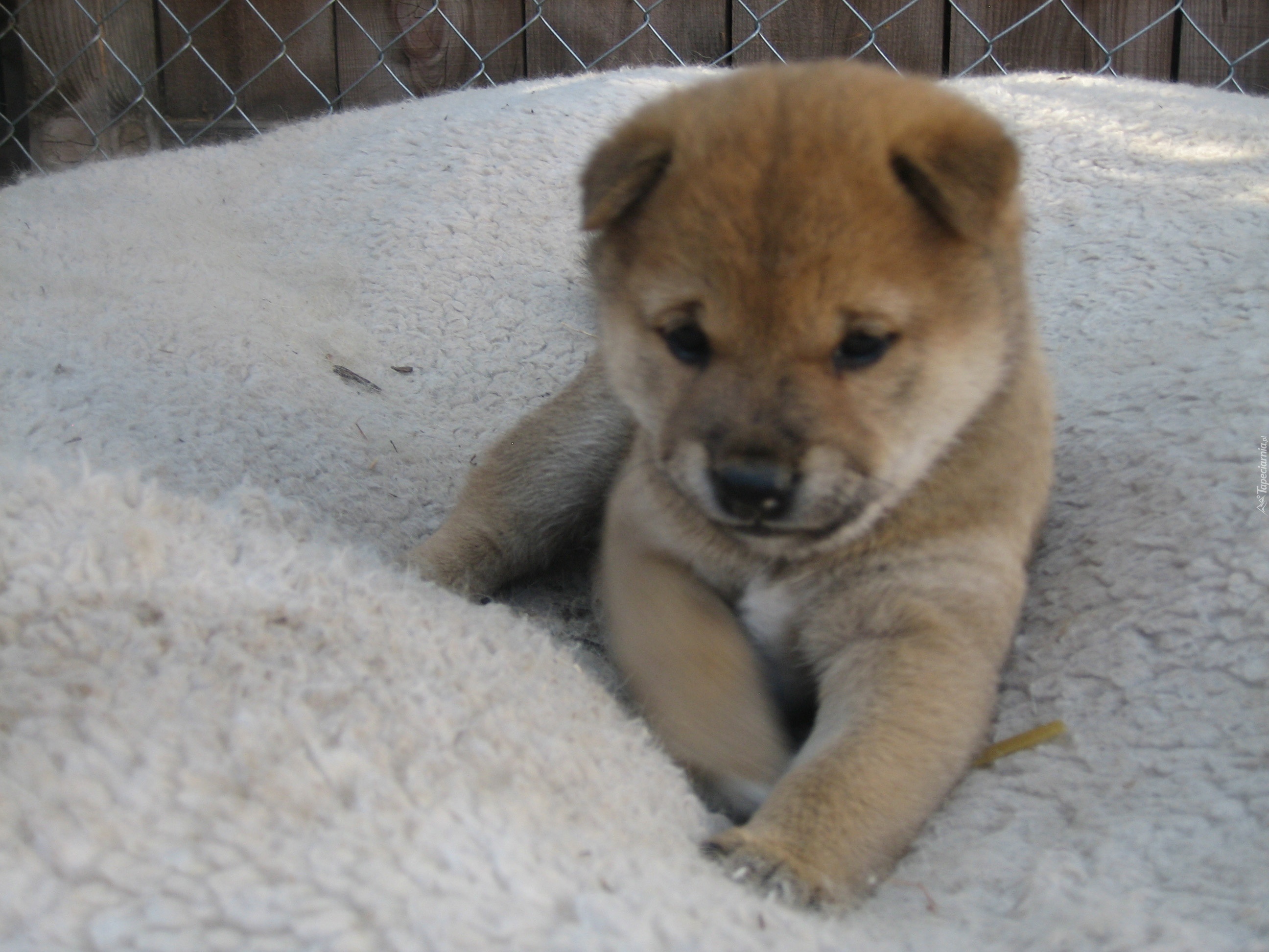 słodki, szczeniak, Shiba inu, płot