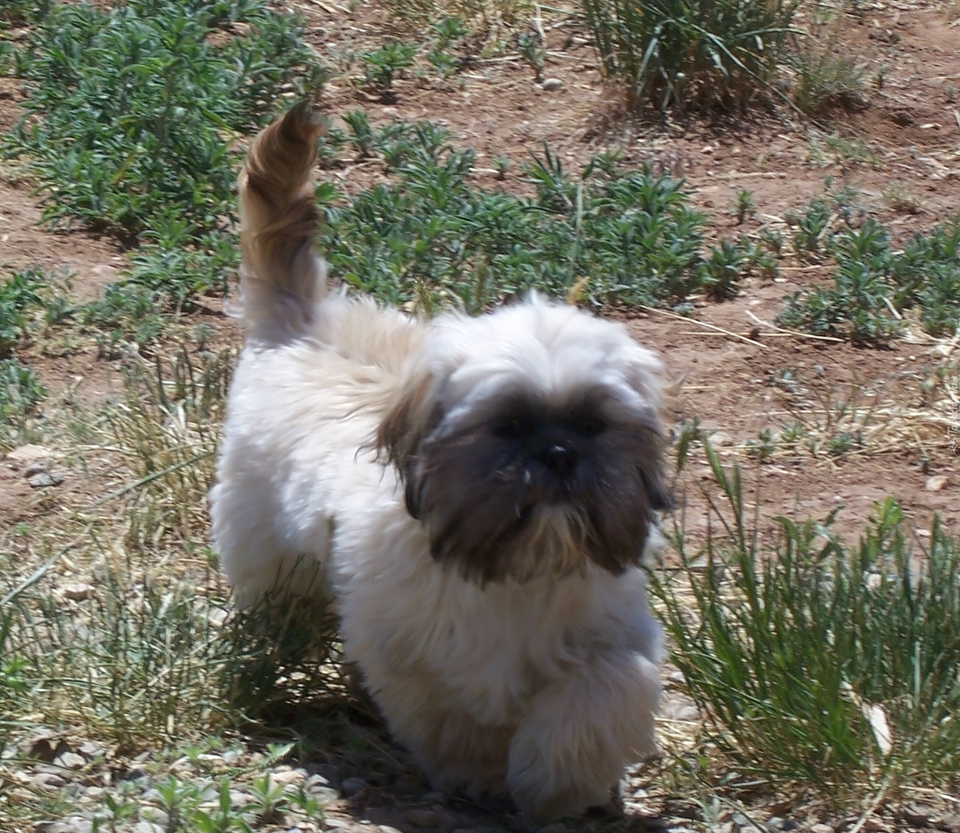 Shih Tzu